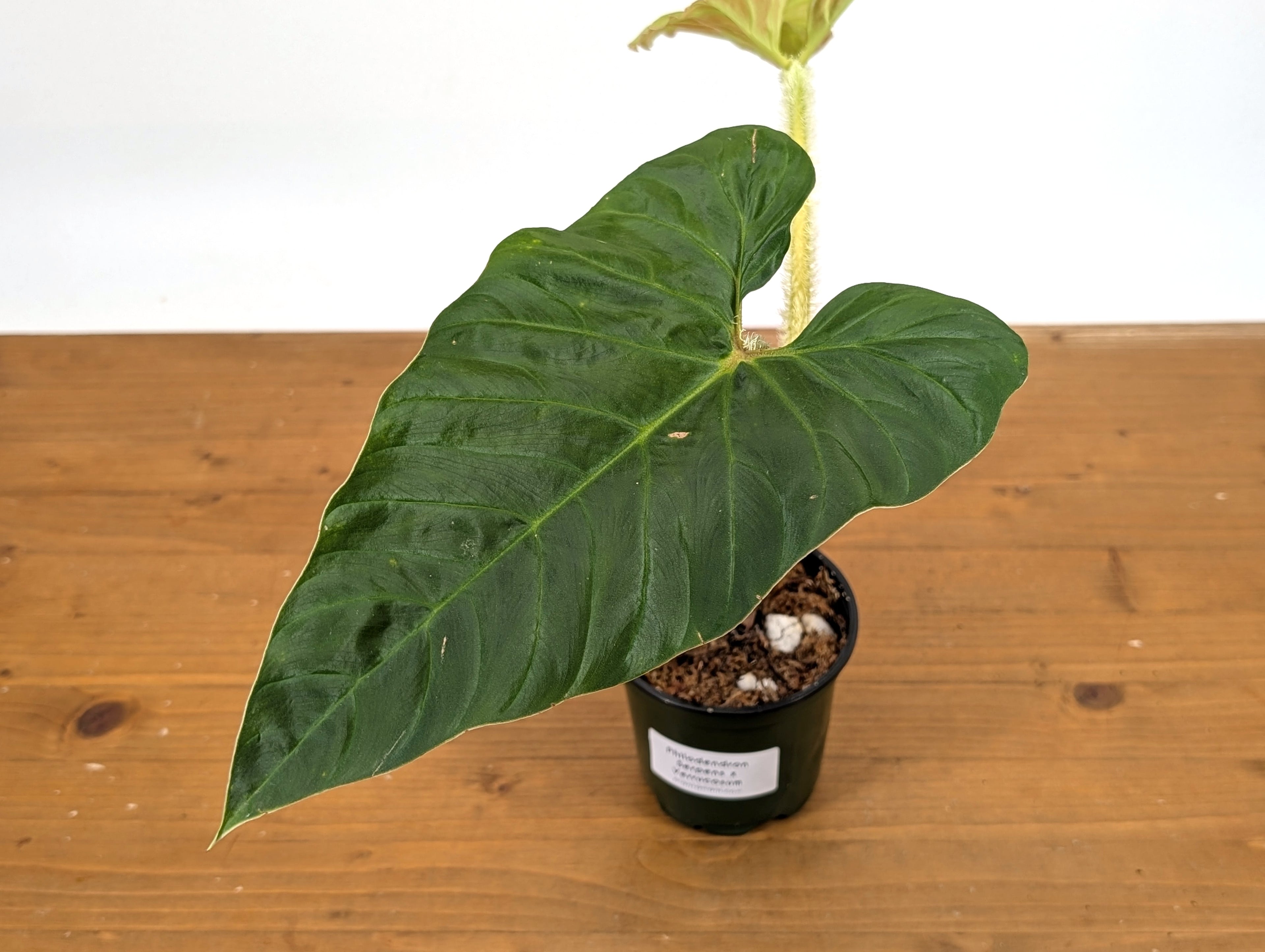 Philodendron Serpens x Verrucosum