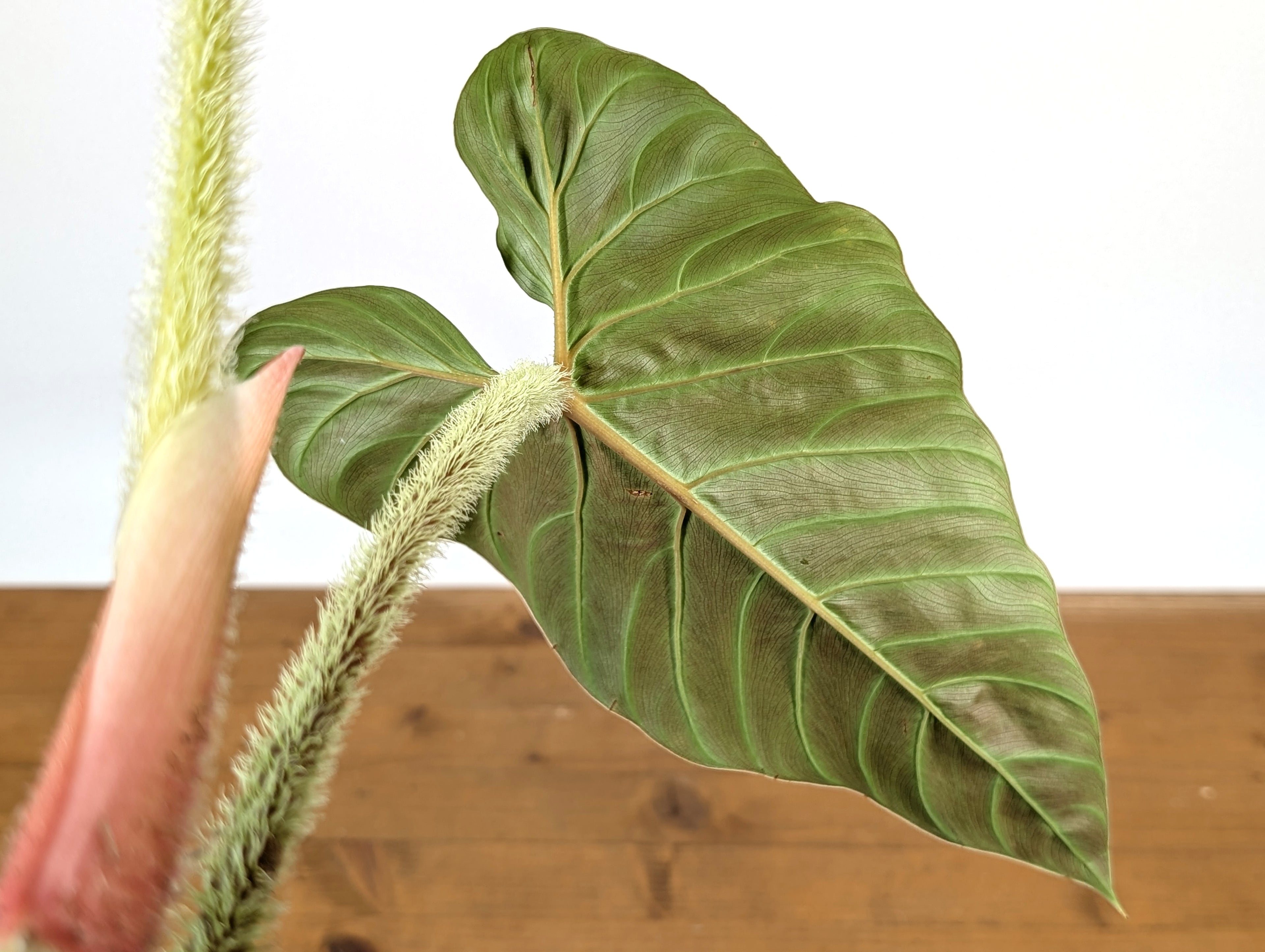 Philodendron Serpens x Verrucosum