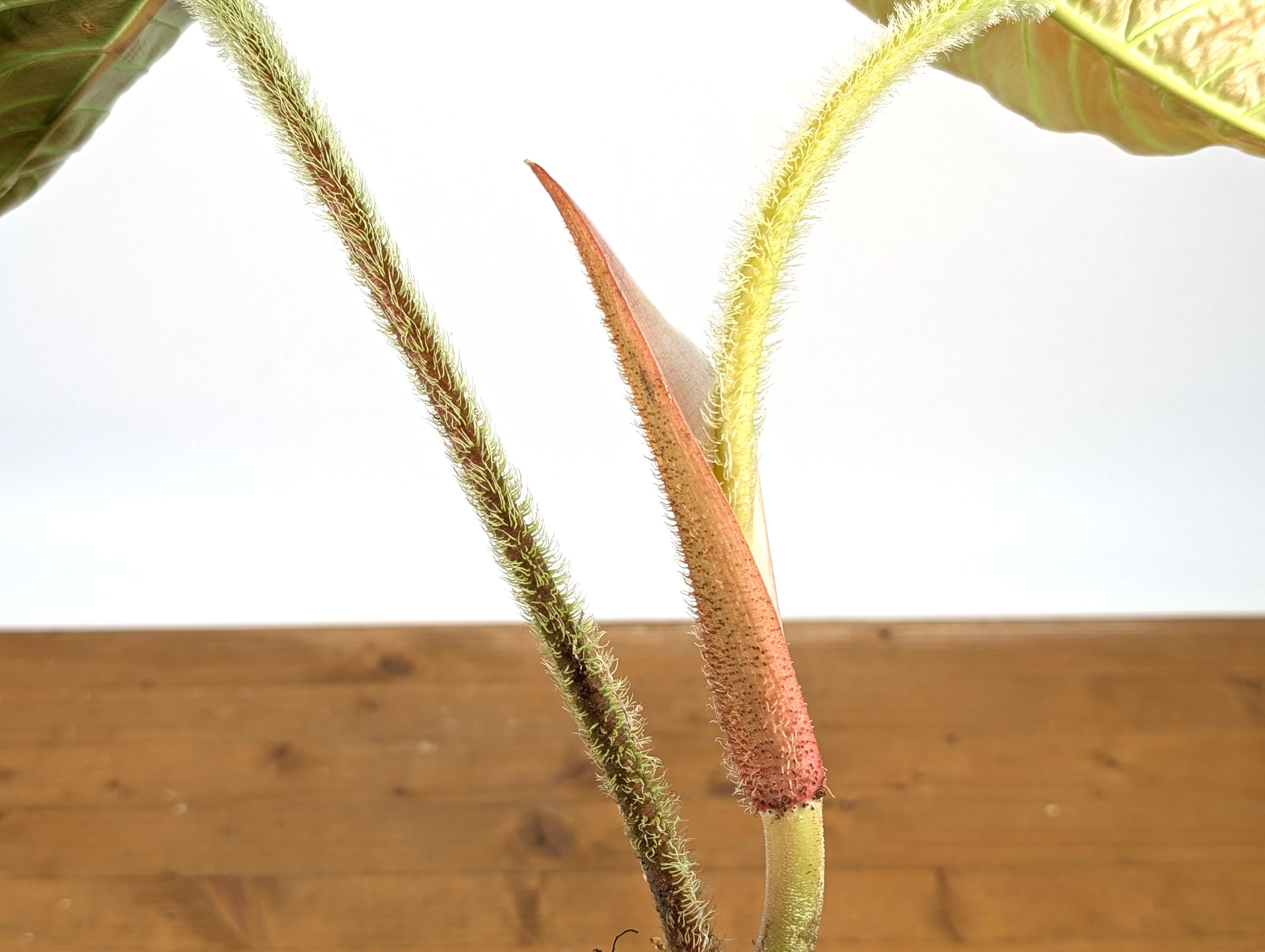 Philodendron Serpens x Verrucosum