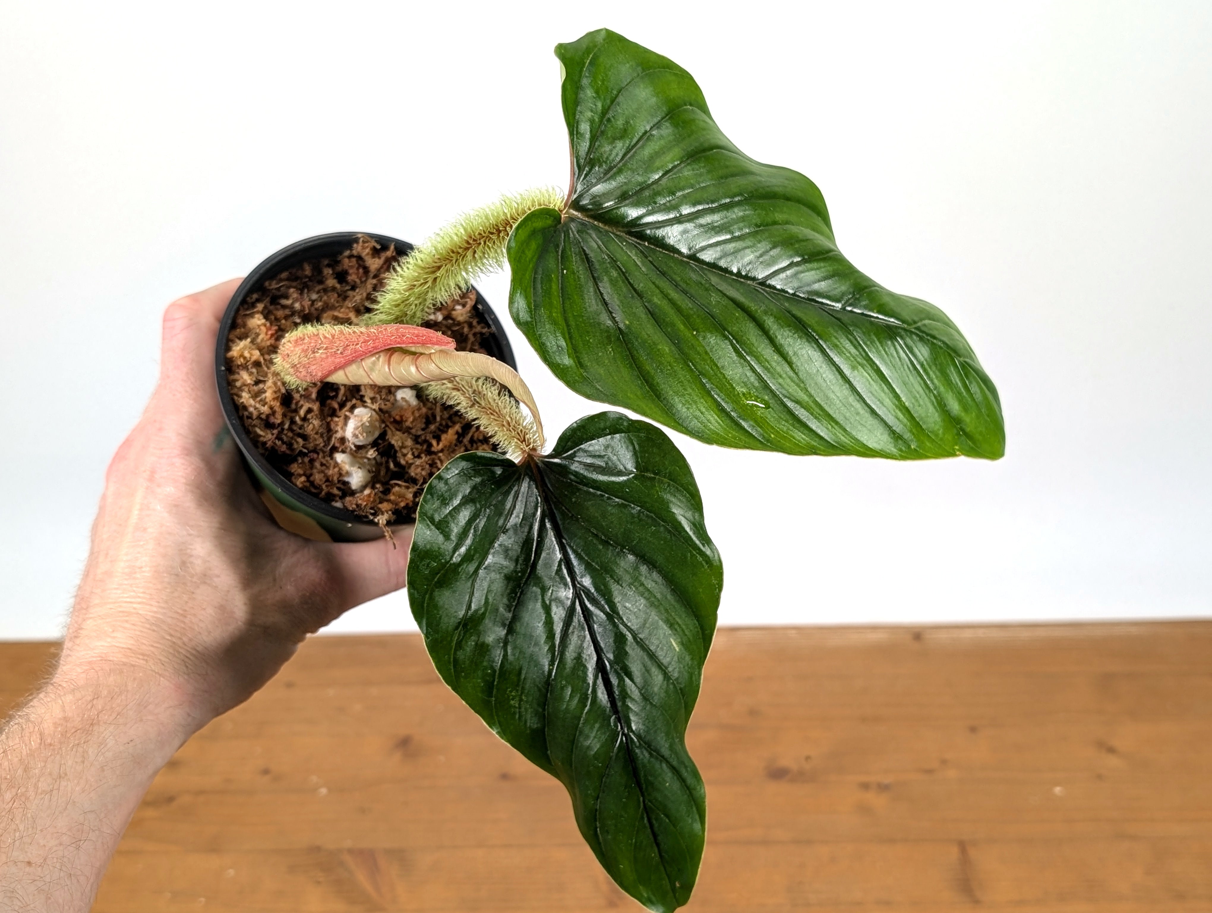 philodendron serpens chocolate Philodendron Serpens