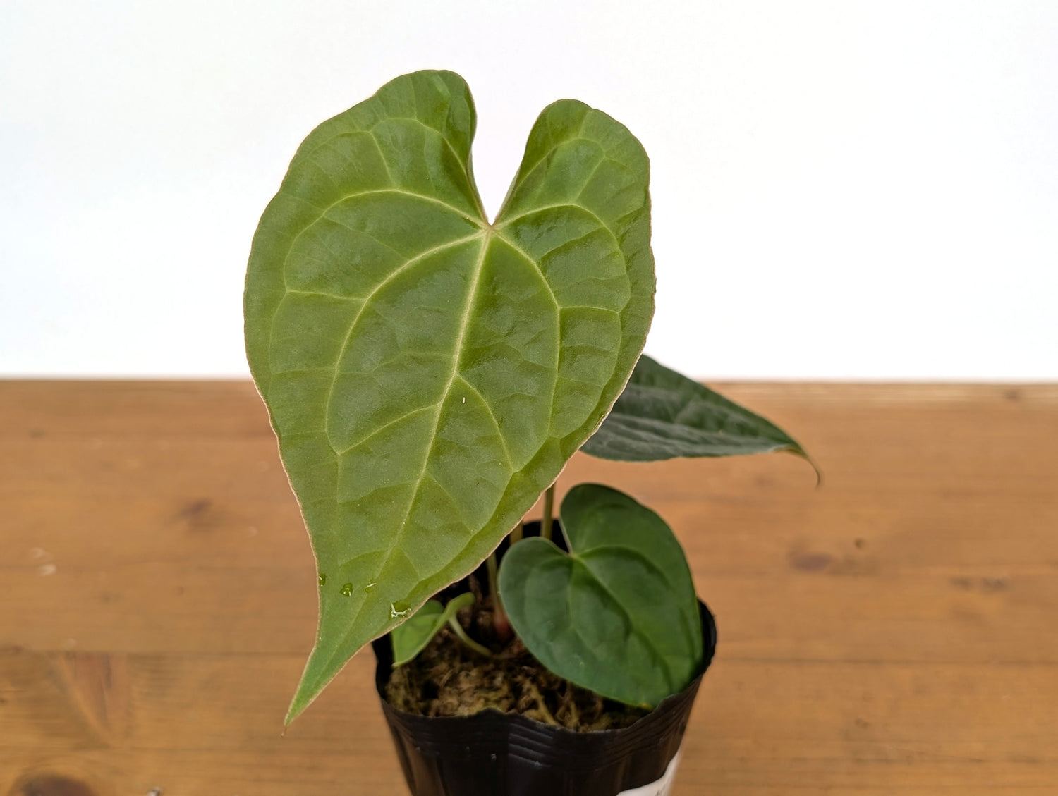 Anthurium Crystallinum x Luxurians (Raven Soul)