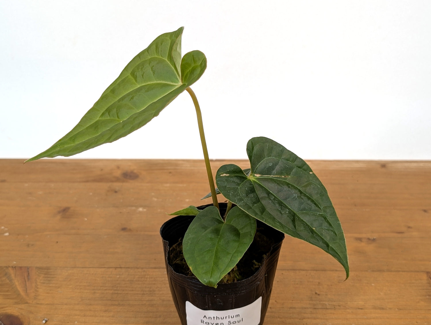 Anthurium Crystallinum x Luxurians (Raven Soul)