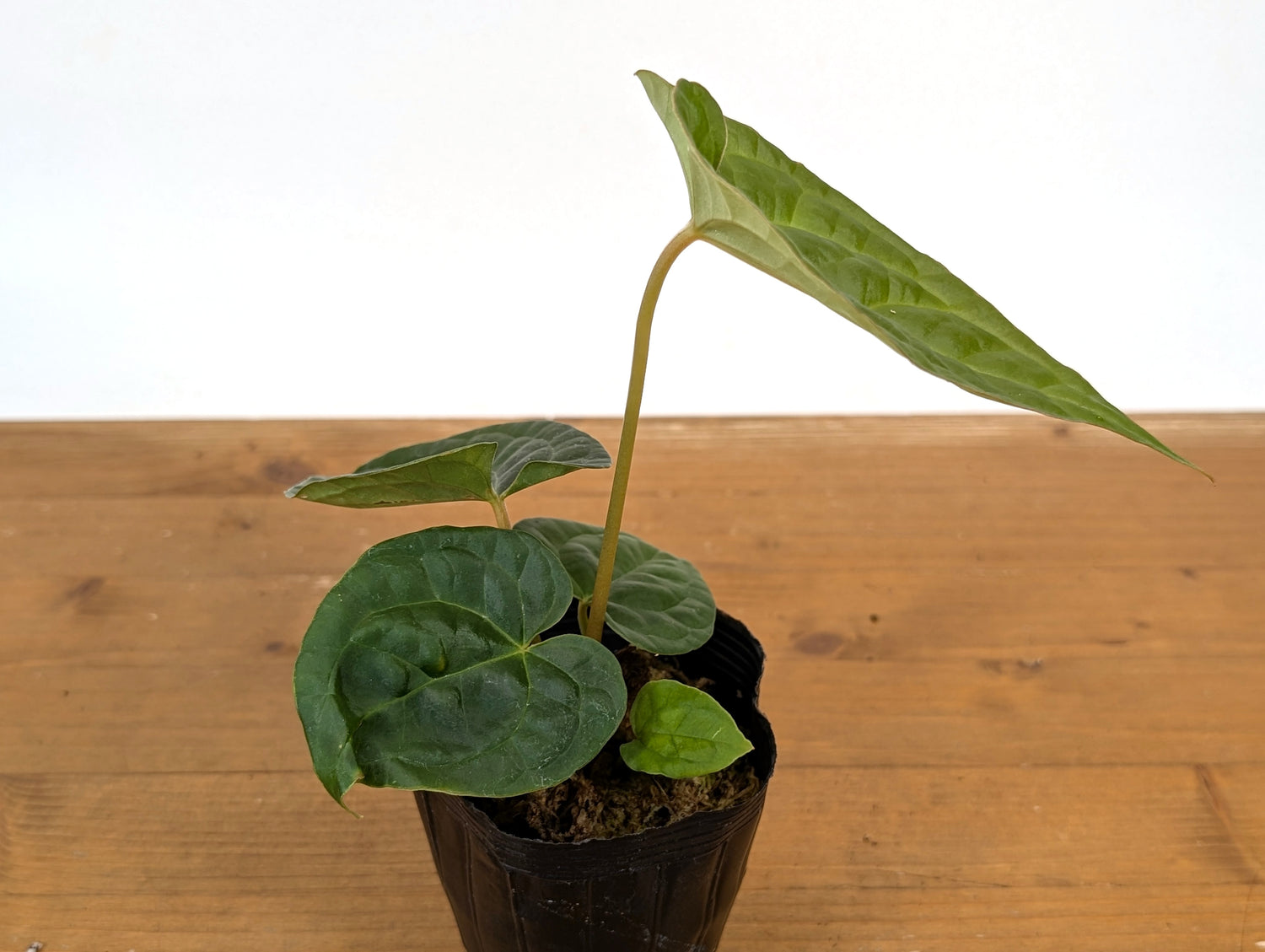 Anthurium Crystallinum x Luxurians (Raven Soul)