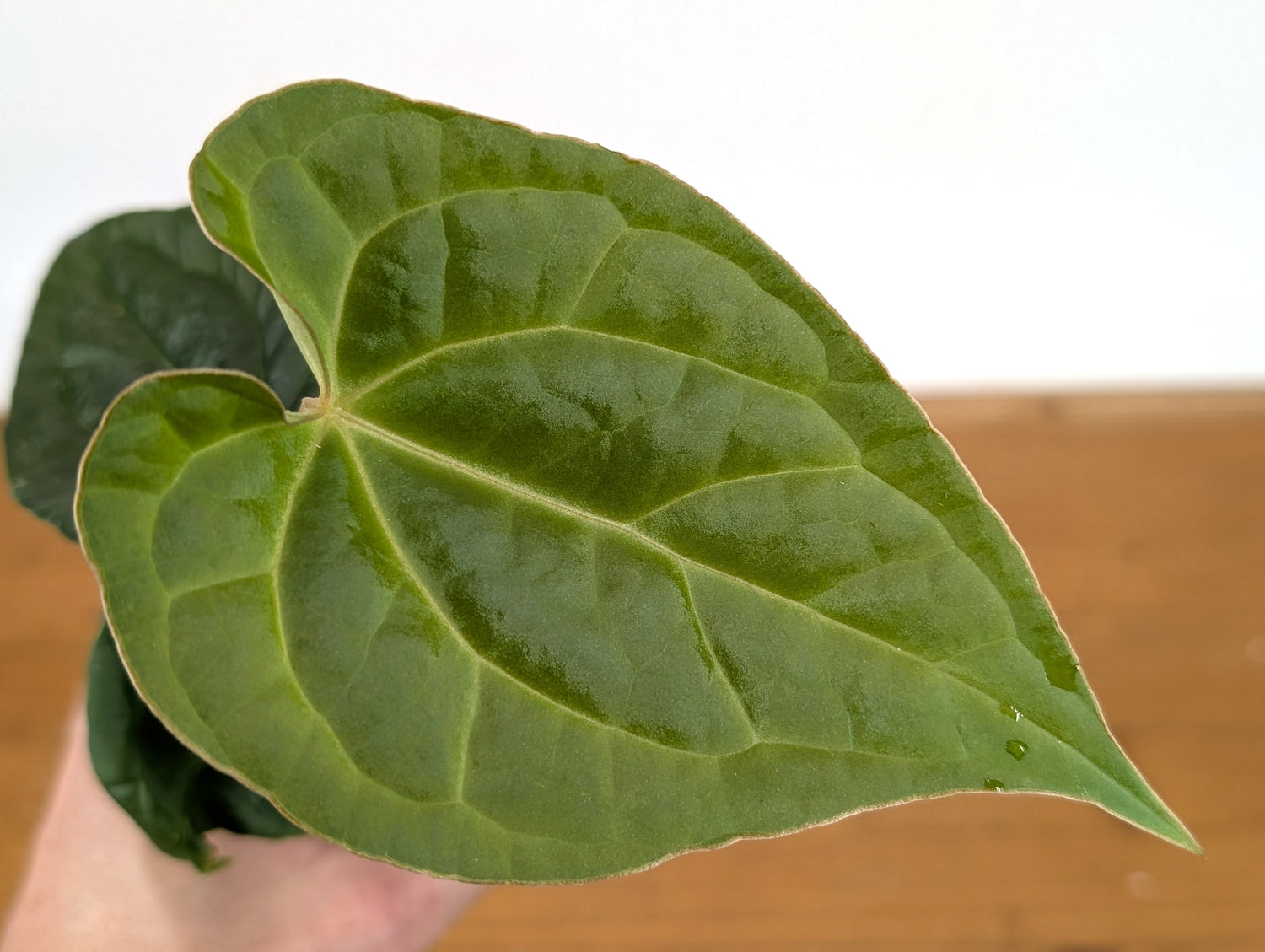 Anthurium Crystallinum x Luxurians (Raven Soul)