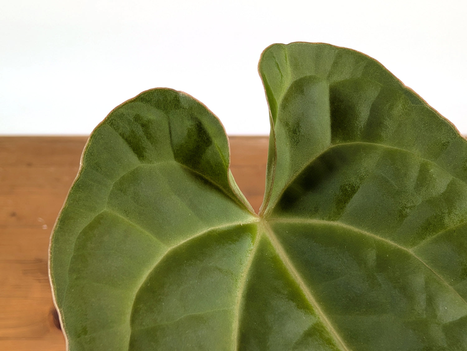 Anthurium Crystallinum x Luxurians (Raven Soul)
