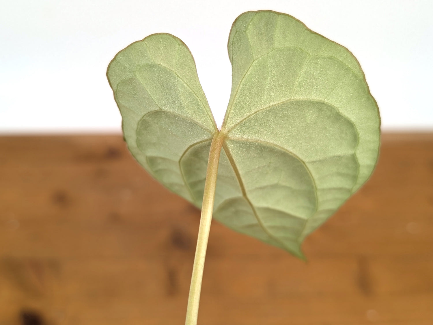 Anthurium Crystallinum x Luxurians (Raven Soul)
