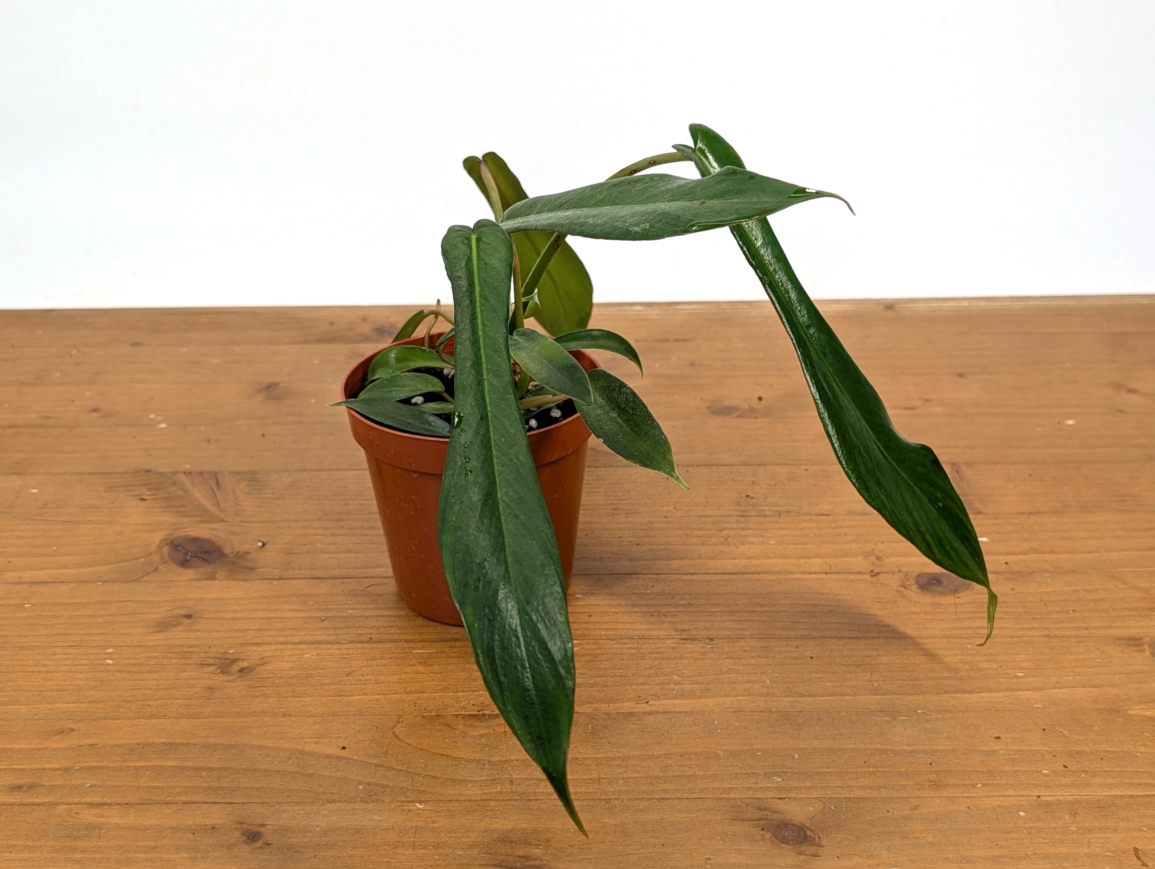 Philodendron Joepii