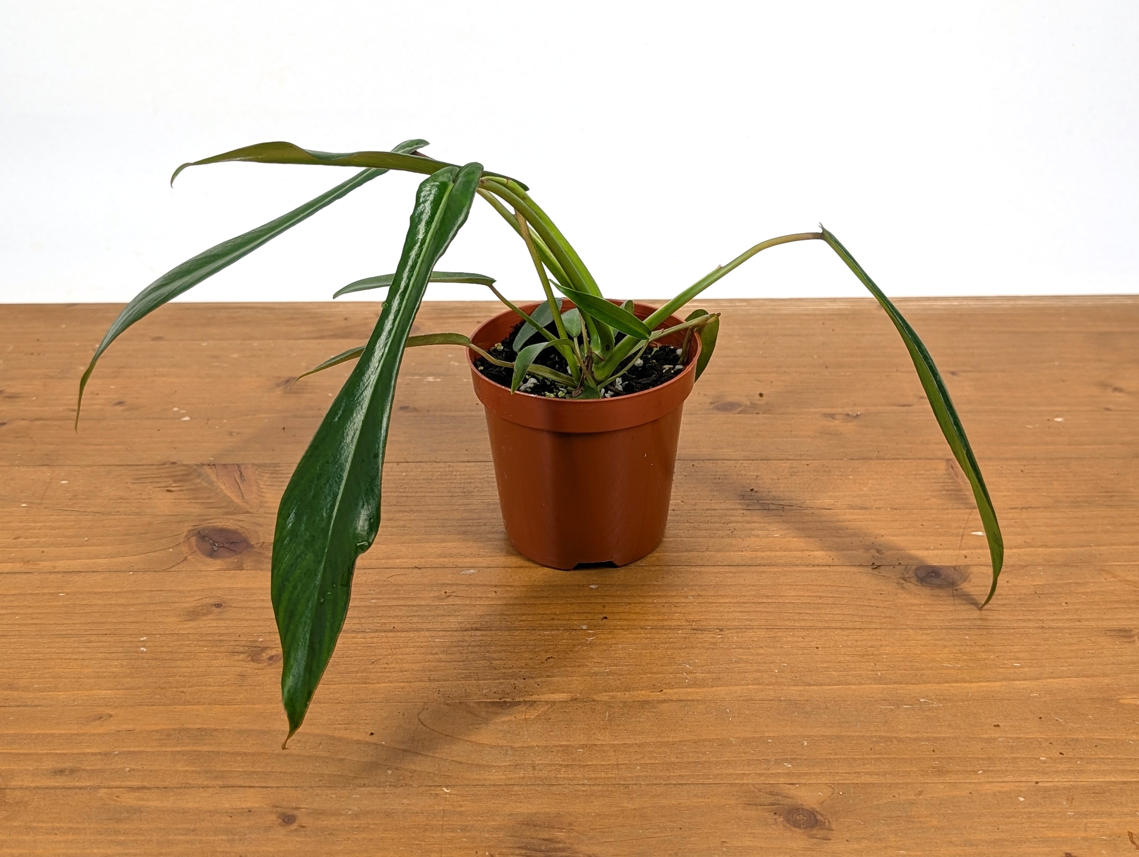 Philodendron Joepii