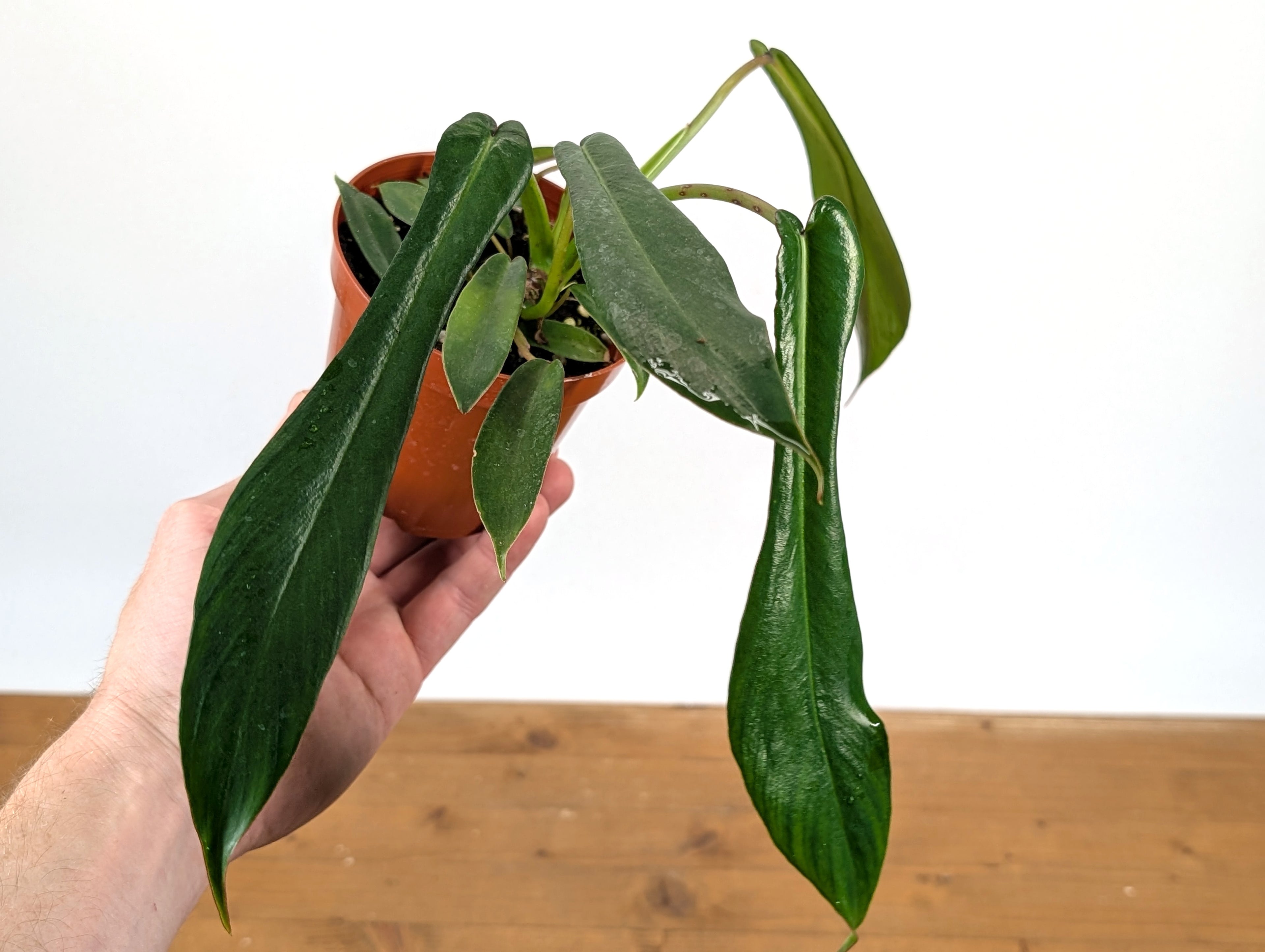Philodendron Joepii