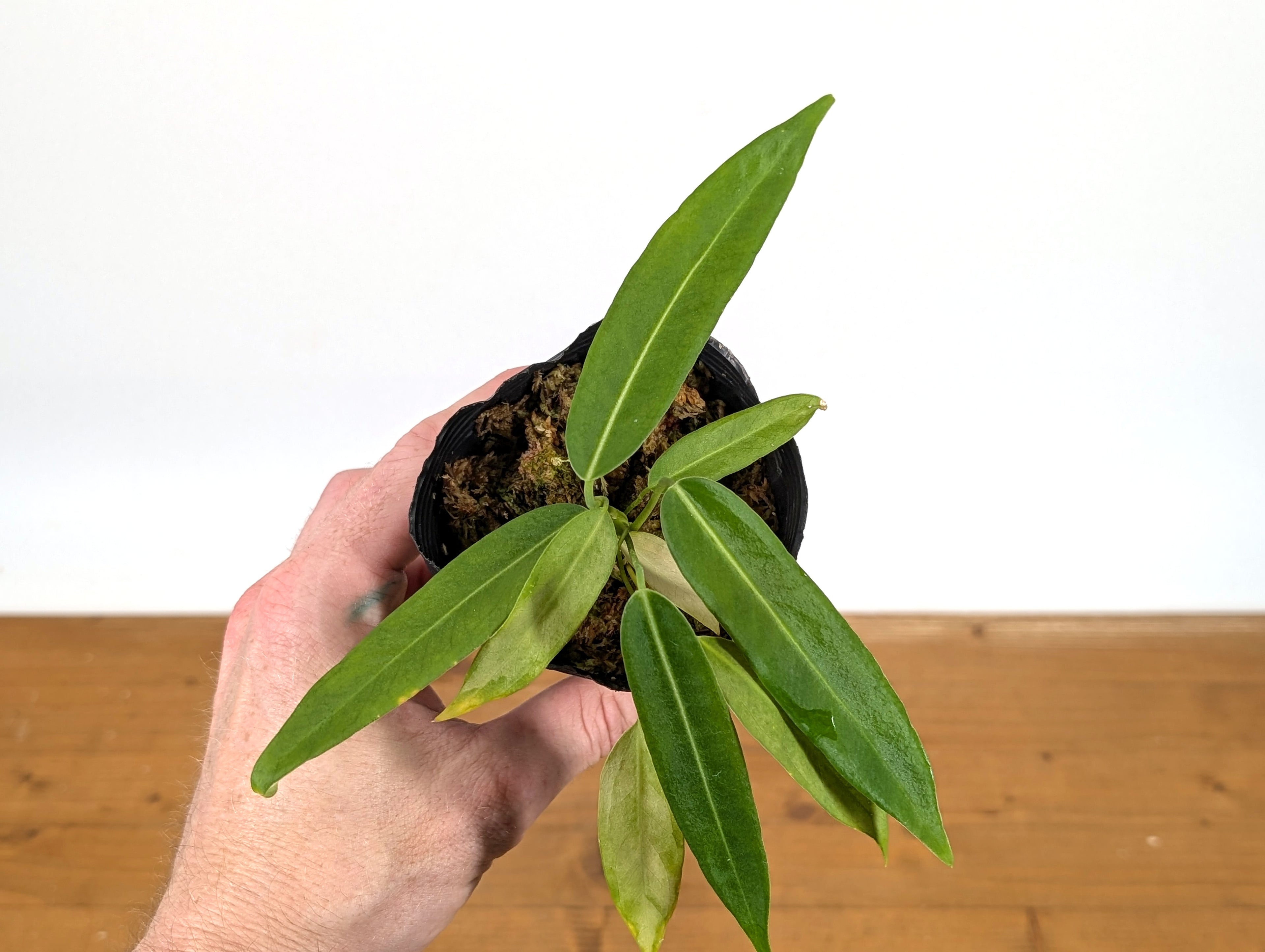 Anthurium Pallidiflorum