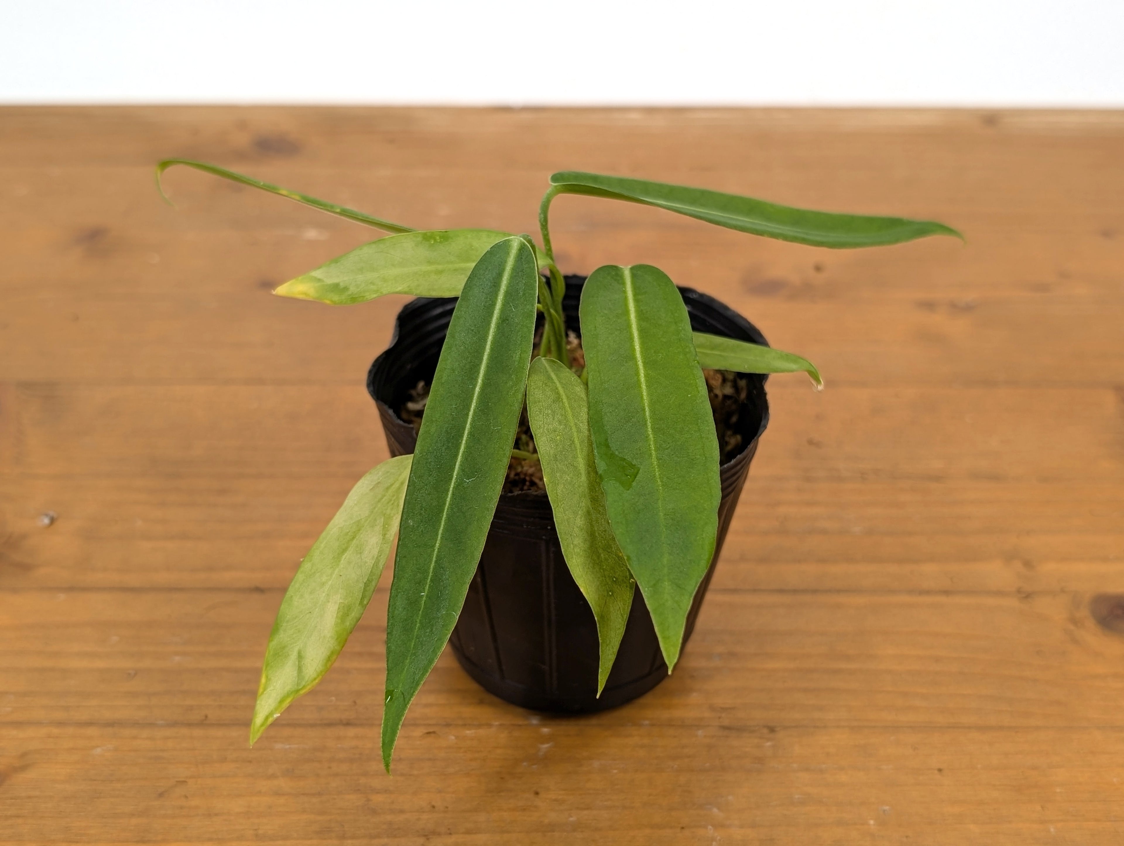 Anthurium Pallidiflorum