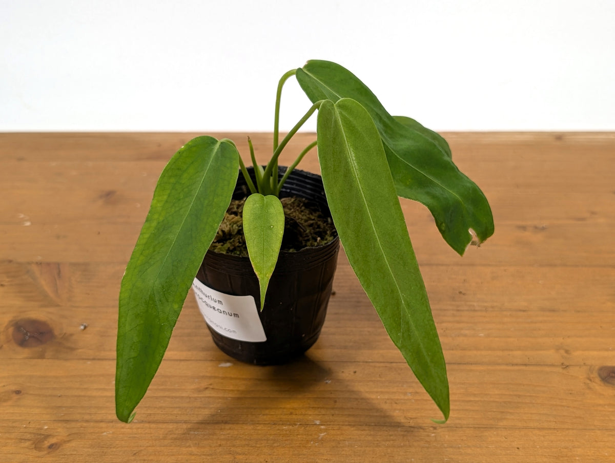 Anthurium Warocqueanum 'Queen'