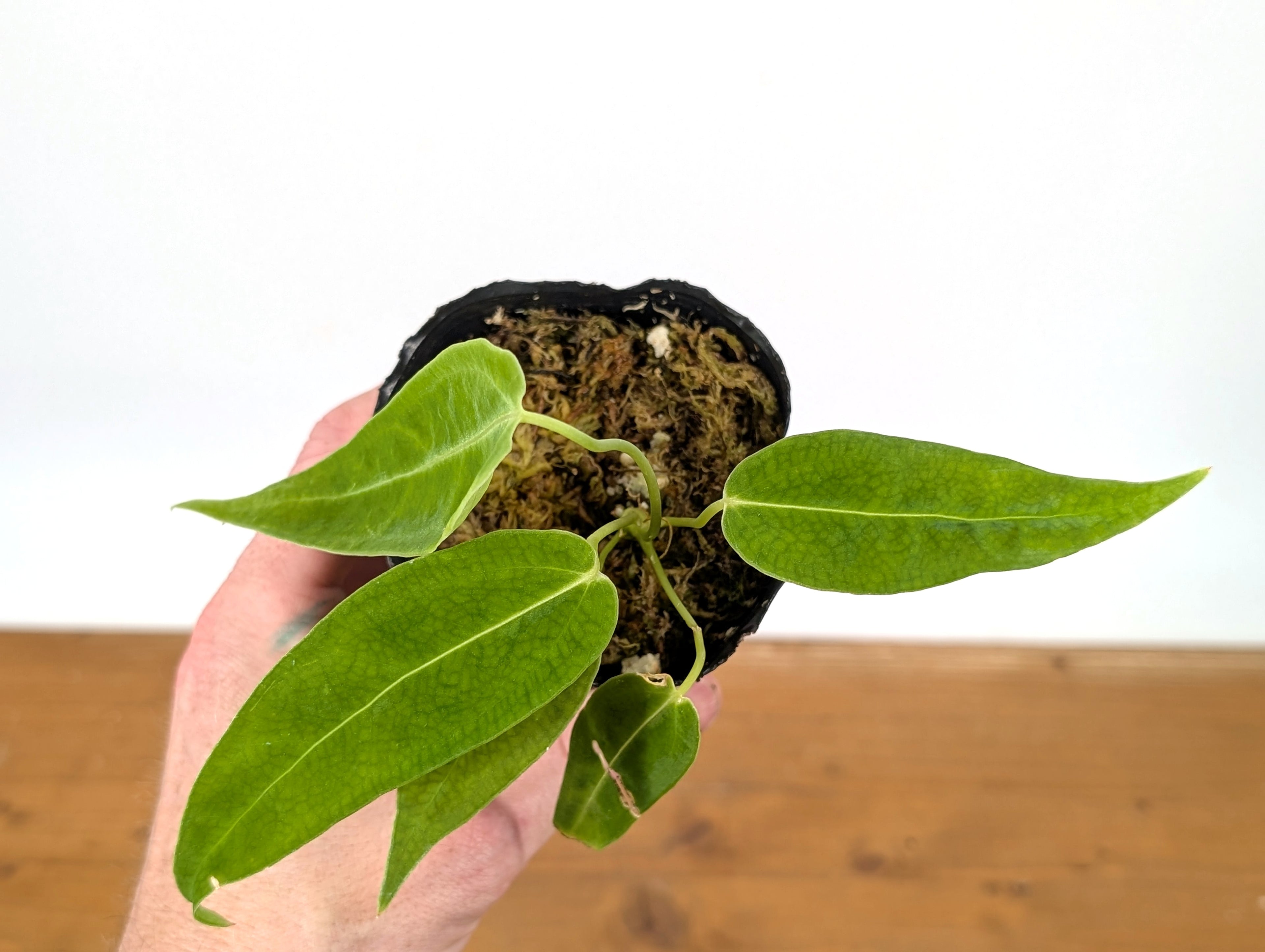 Anthurium Waterburyanum