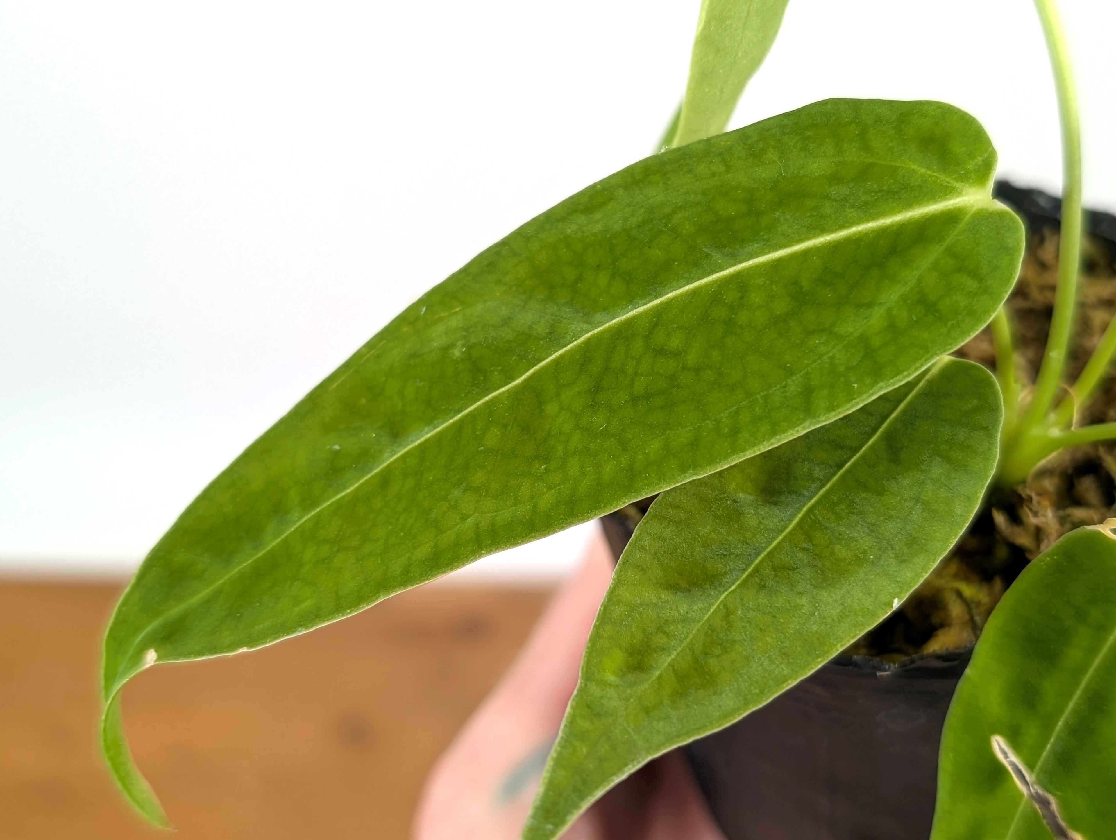 Anthurium Waterburyanum