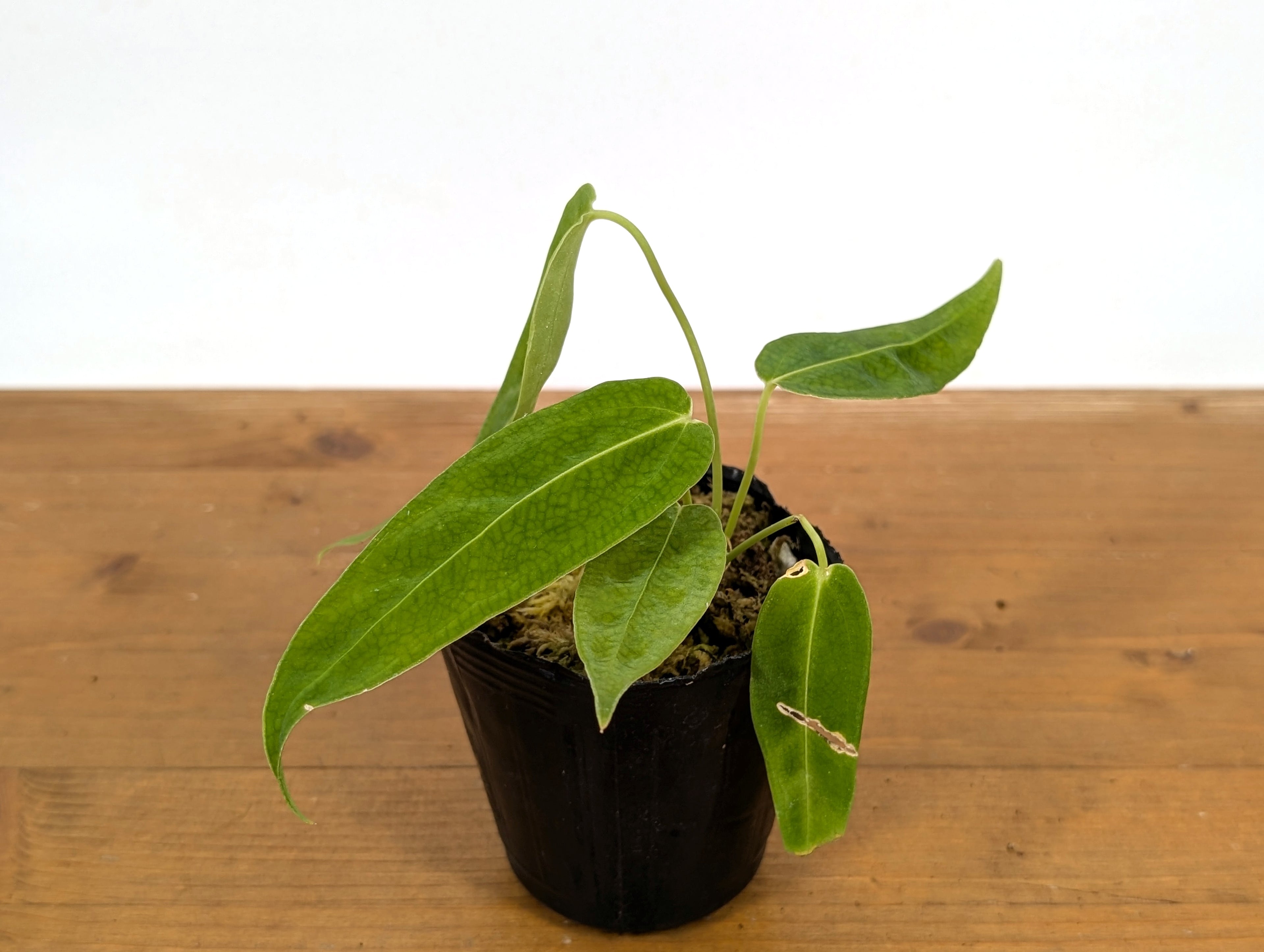 Anthurium Waterburyanum