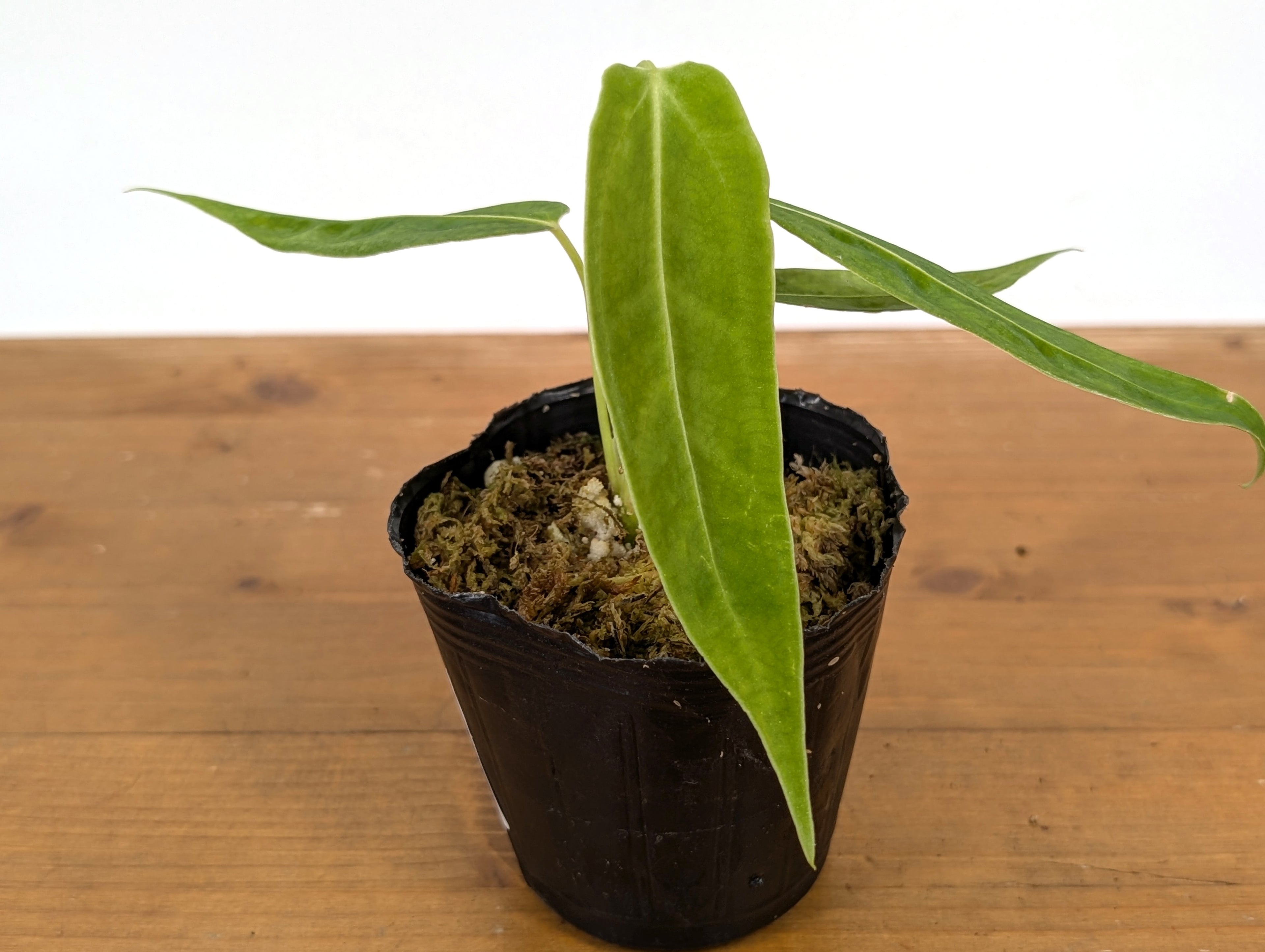Anthurium Waterburyanum