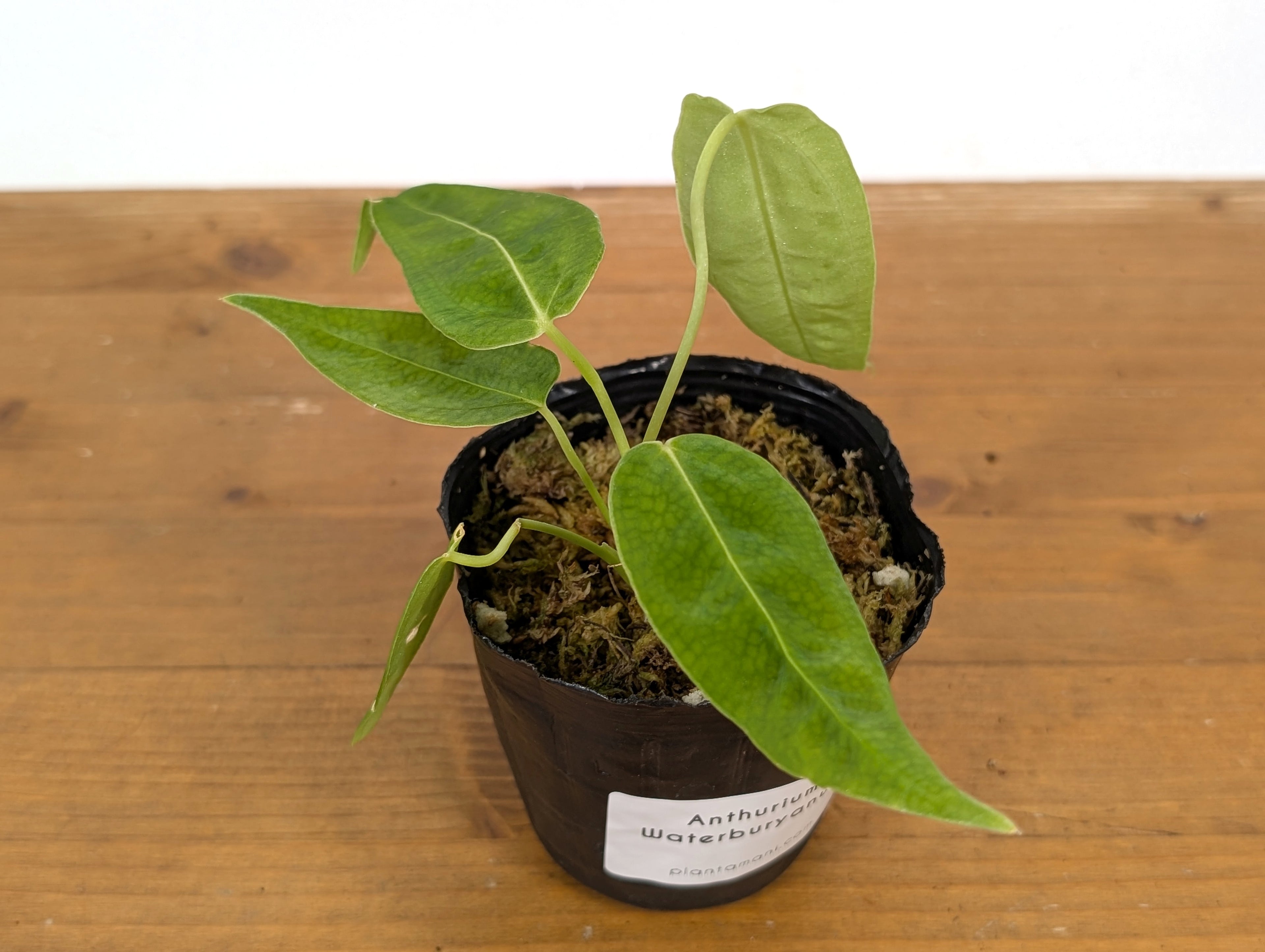 Anthurium Waterburyanum