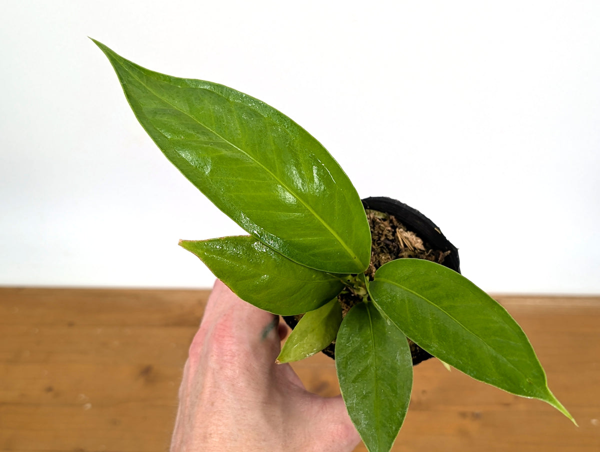 Anthurium Decurrens