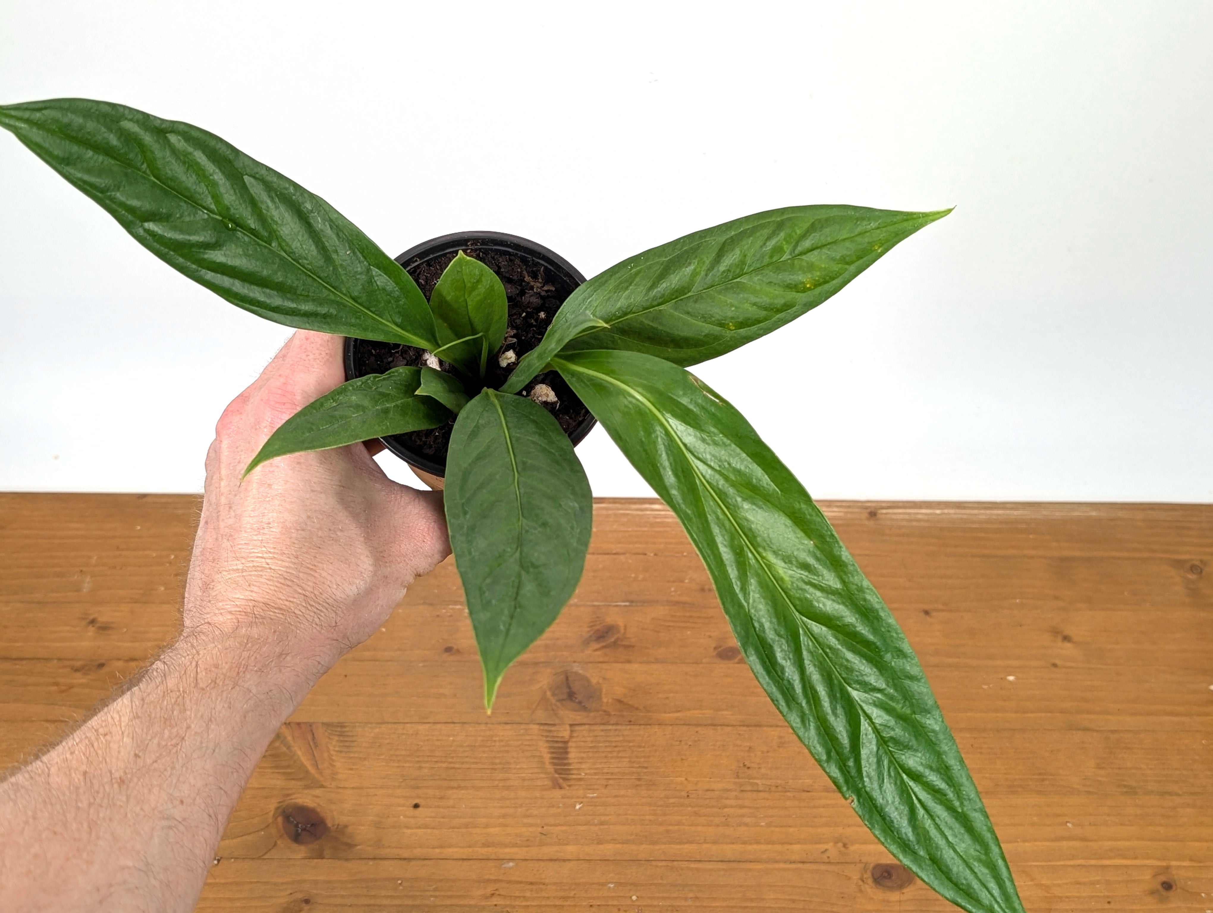 anthurium decurrens Anthurium Decurrens