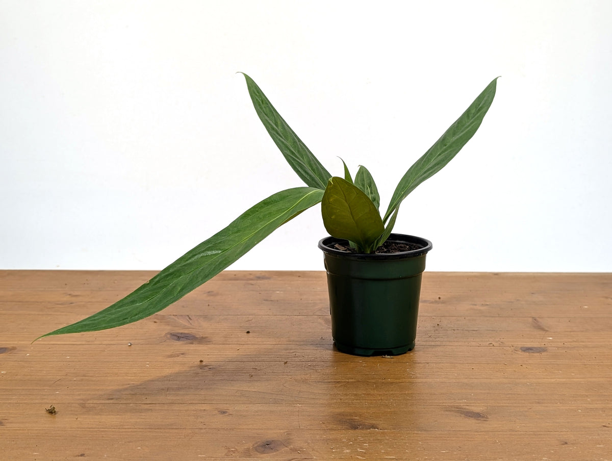 Anthurium Decurrens