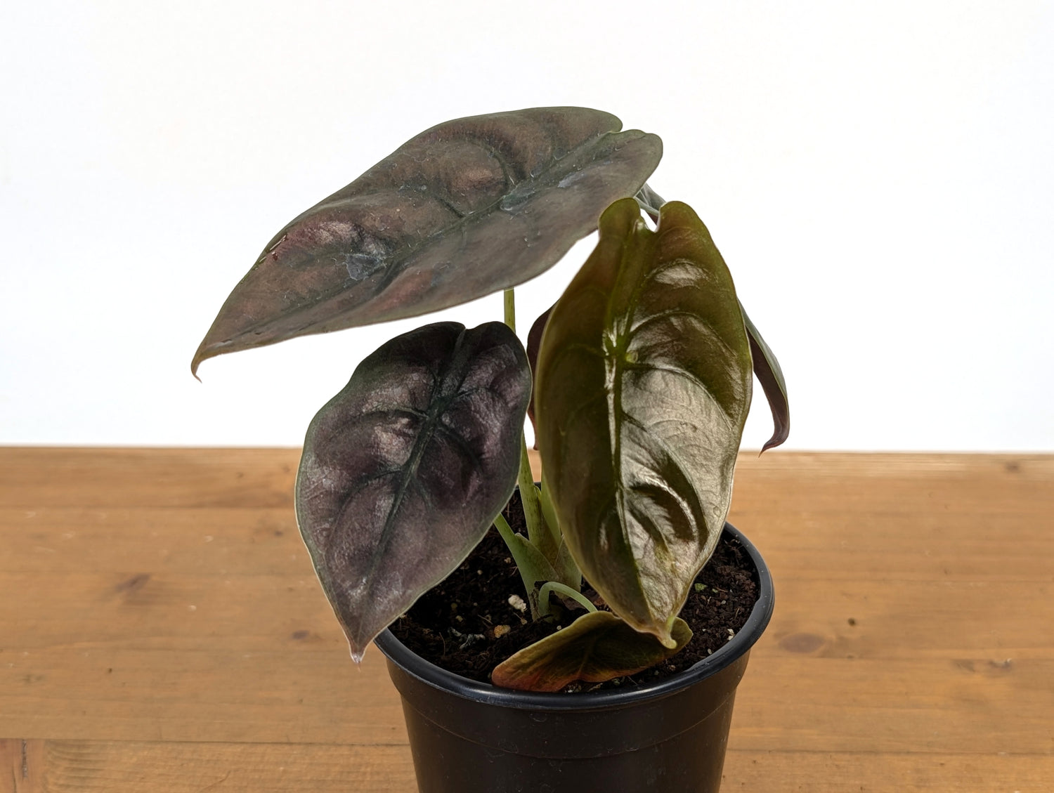 Alocasia cuprea Red Secret