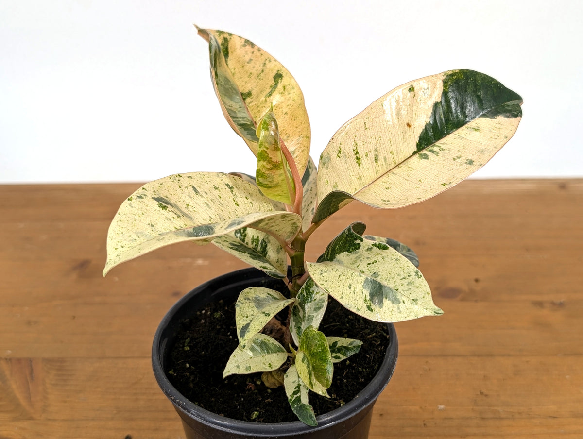 Ficus Shivereana 'Moonshine'