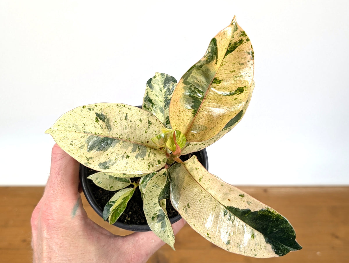 Ficus Shivereana 'Moonshine'