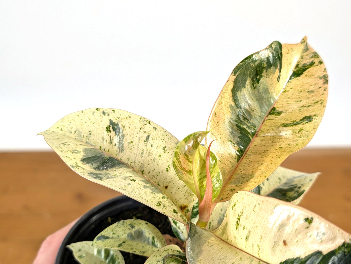 Ficus Shivereana 'Moonshine'