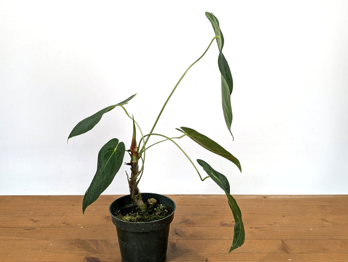 Anthurium Queremalense