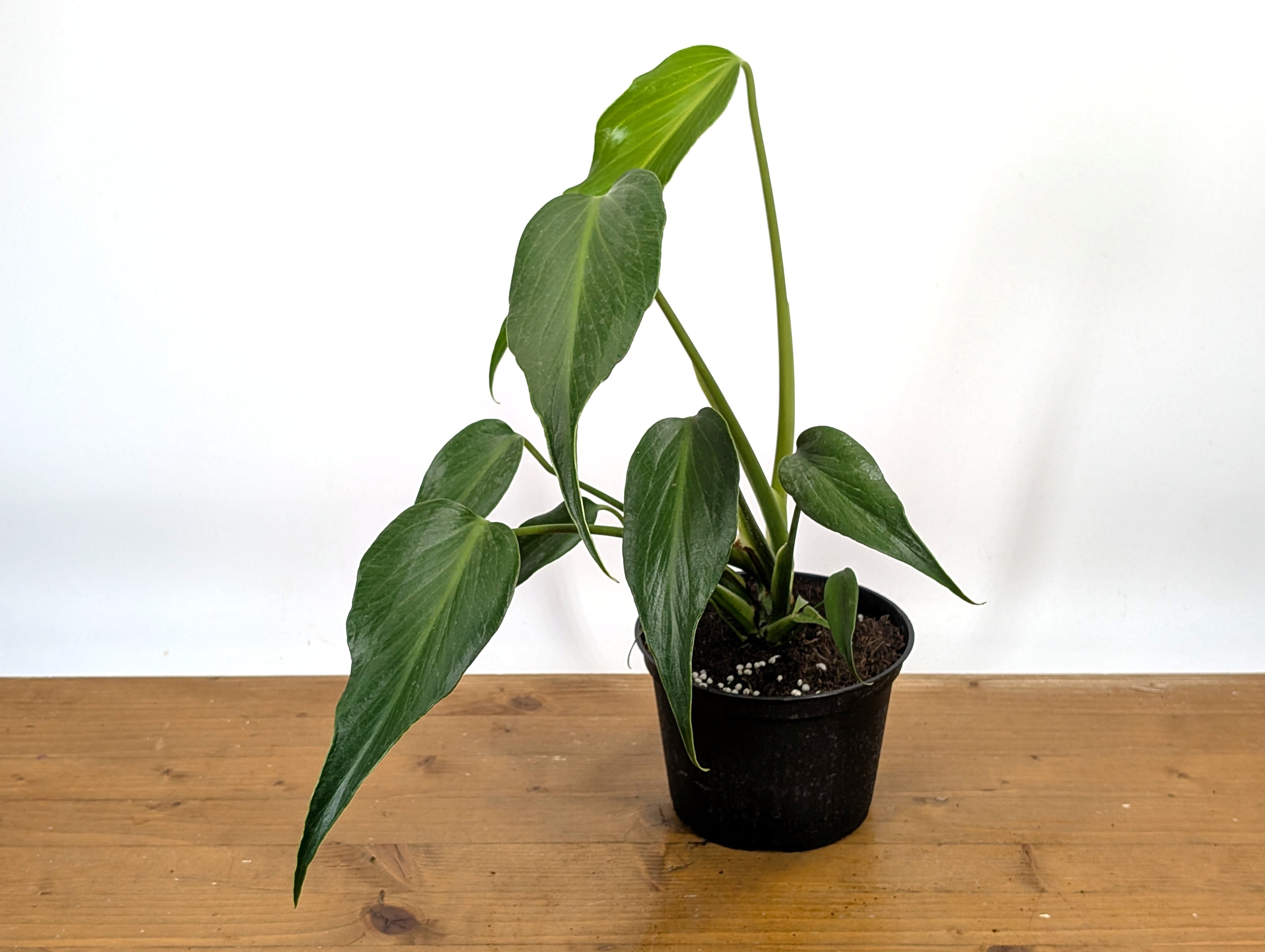 Monstera Burle Marx Flame