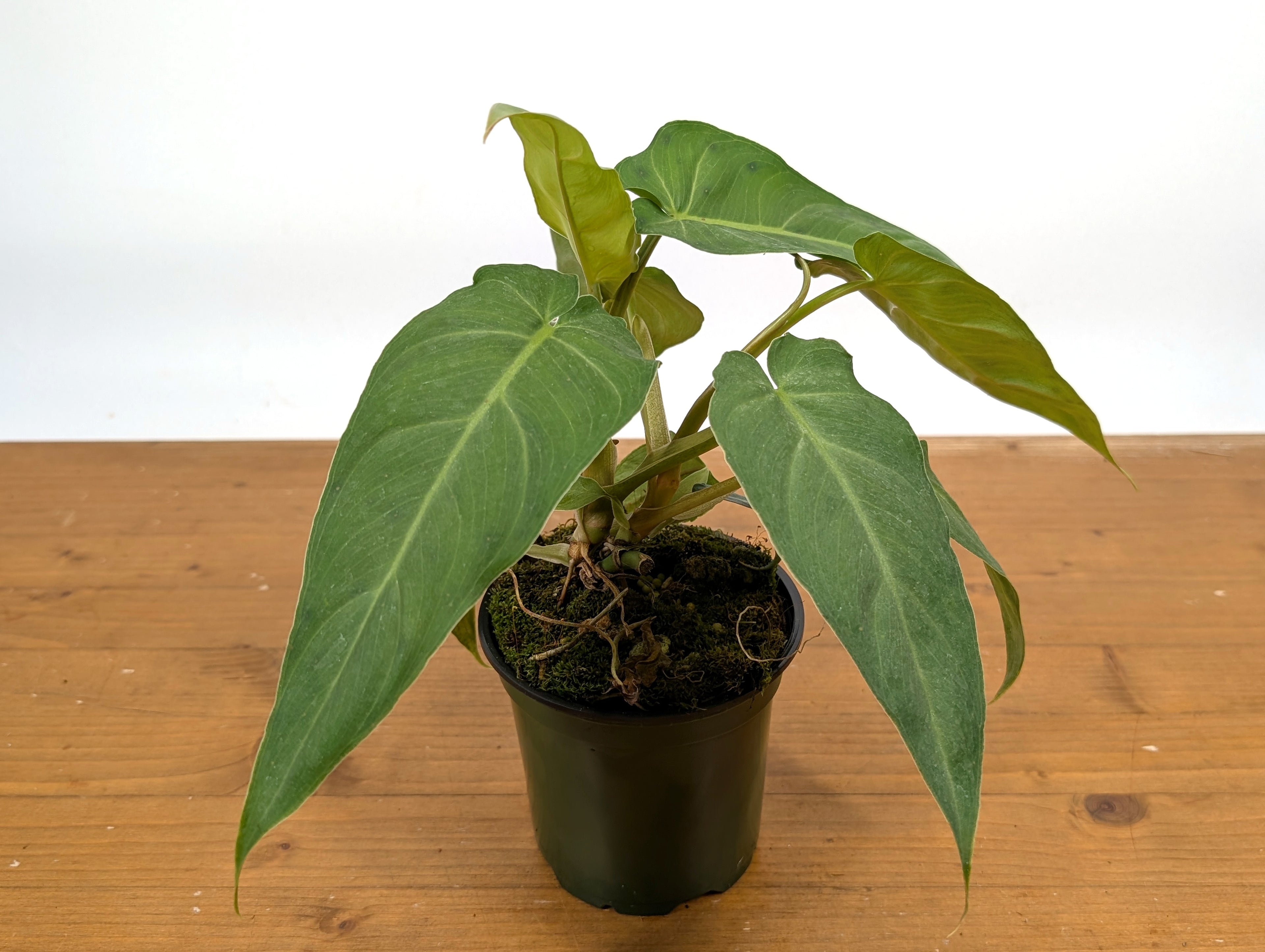 Philodendron Maximum