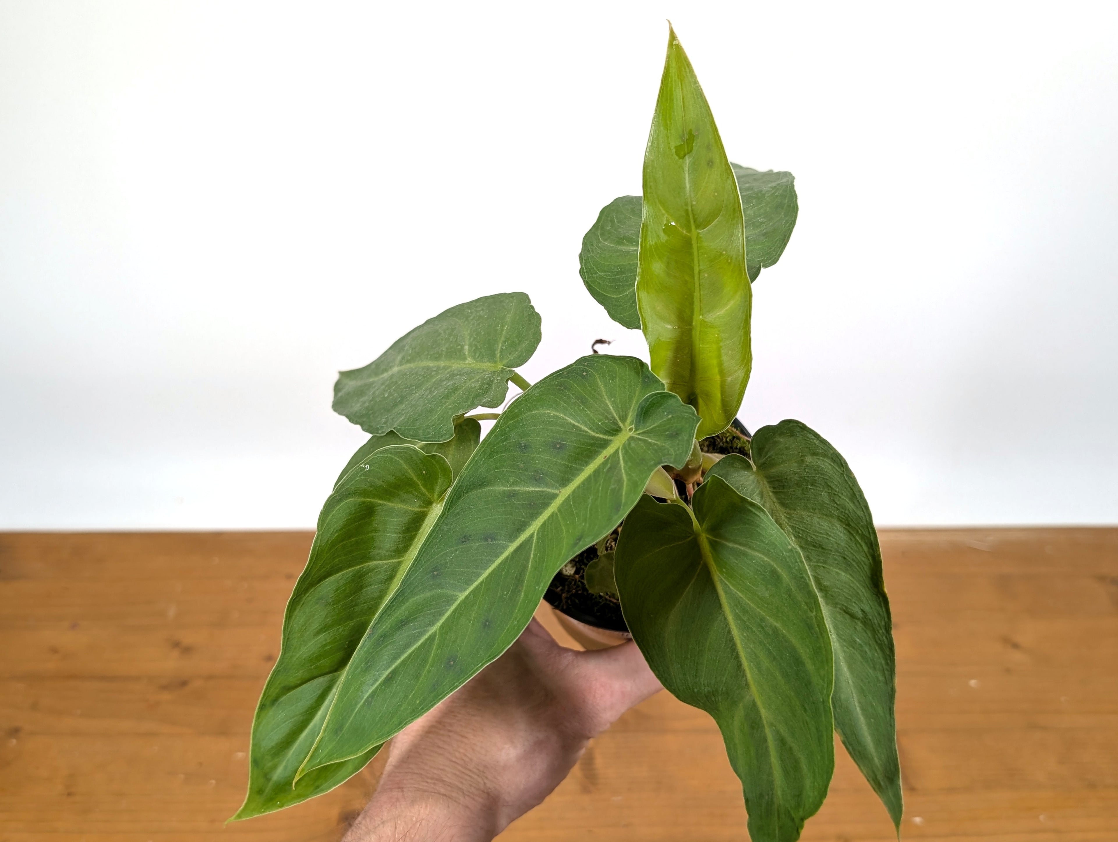 Philodendron Maximum