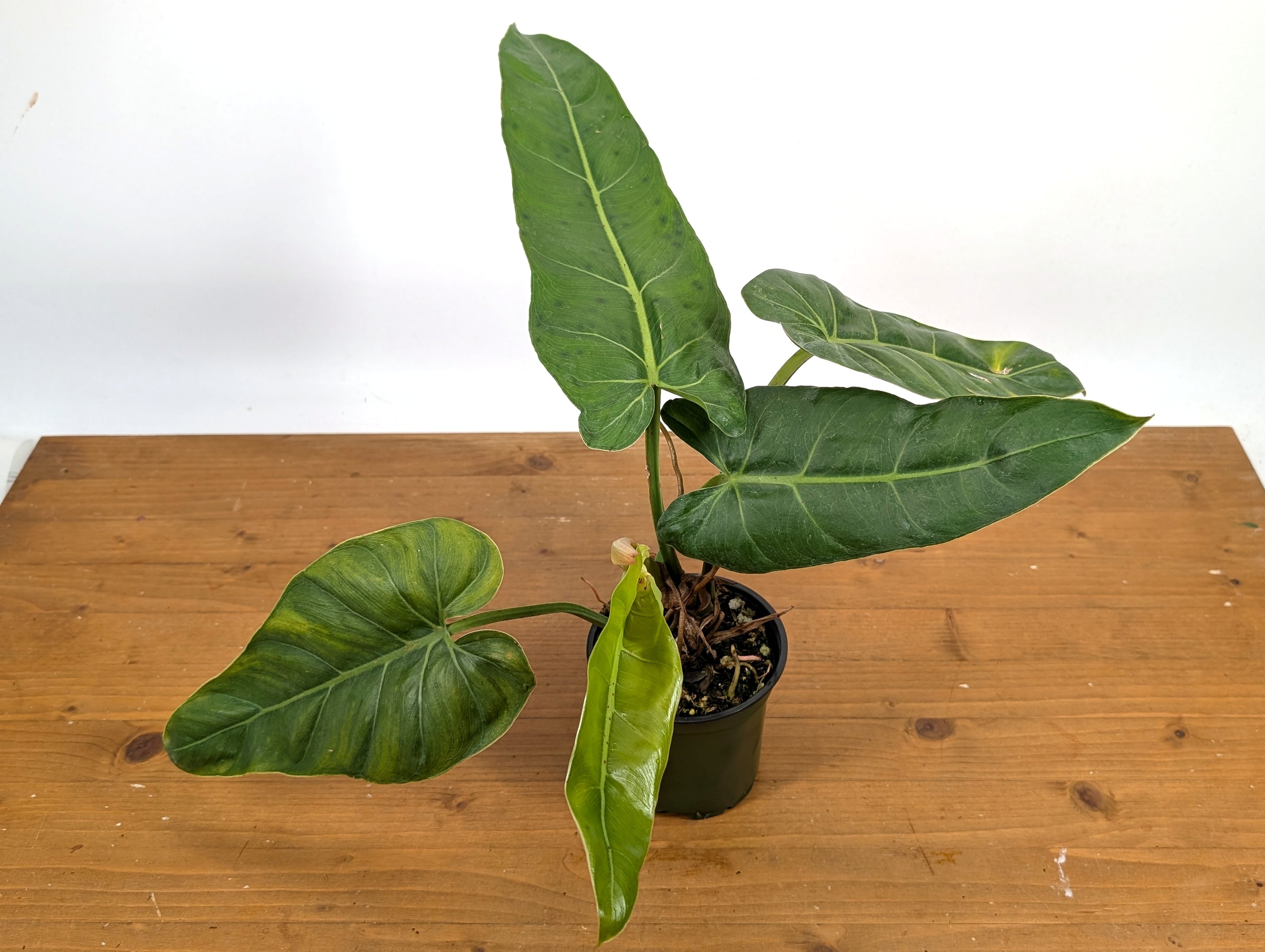 Philodendron Maximum