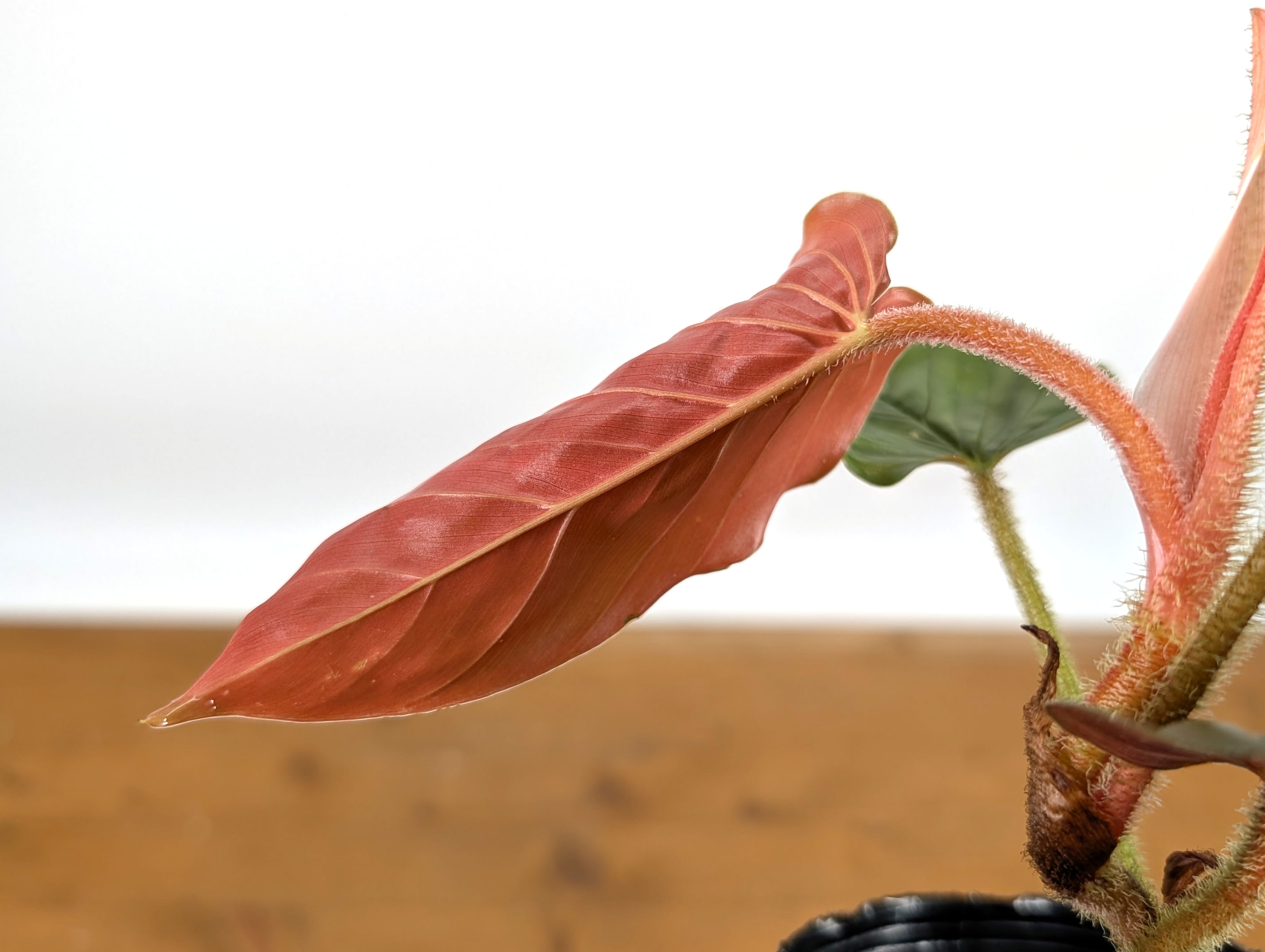 Philodendron Squamicaule Pink