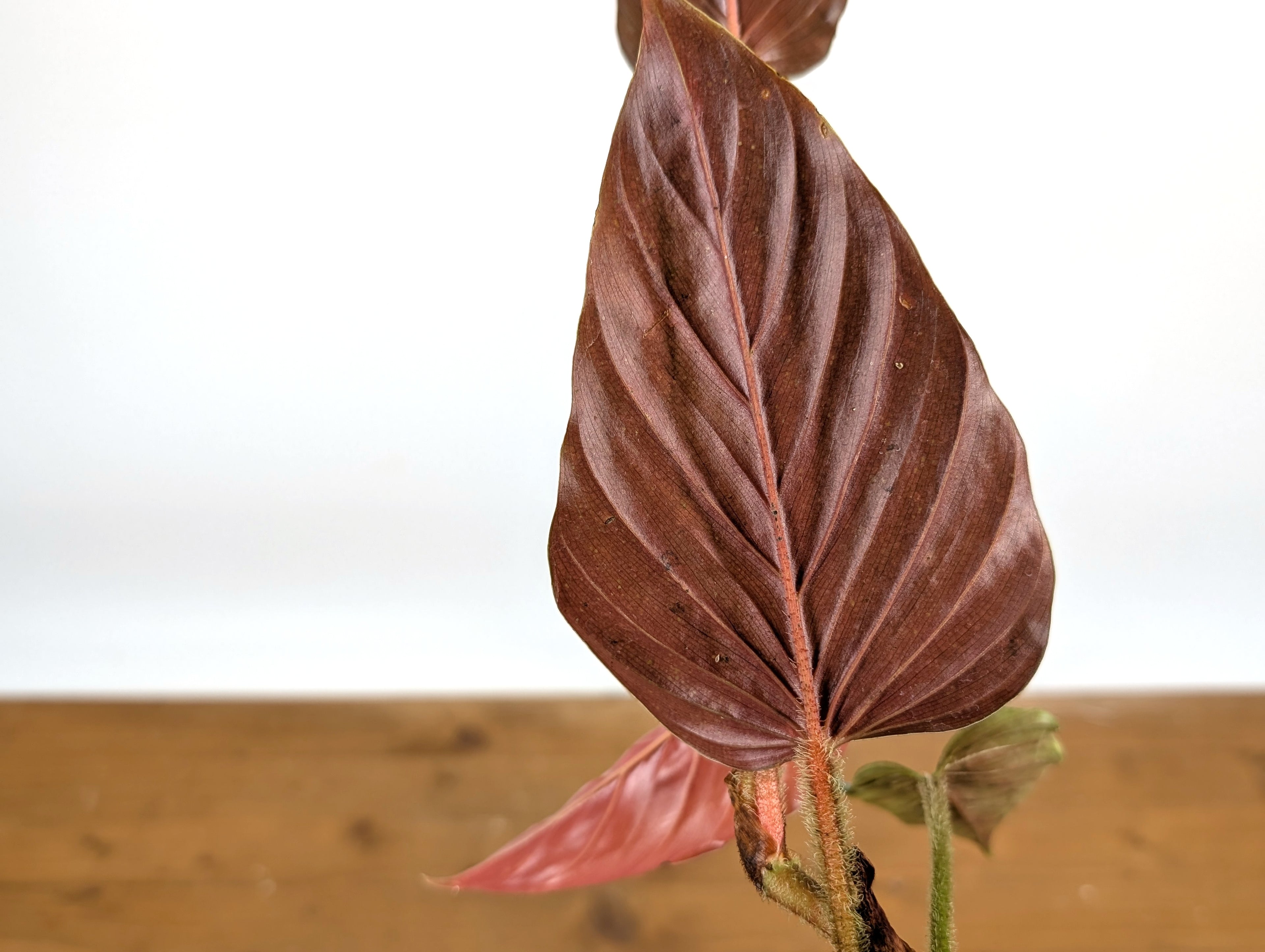 Philodendron Squamicaule Pink
