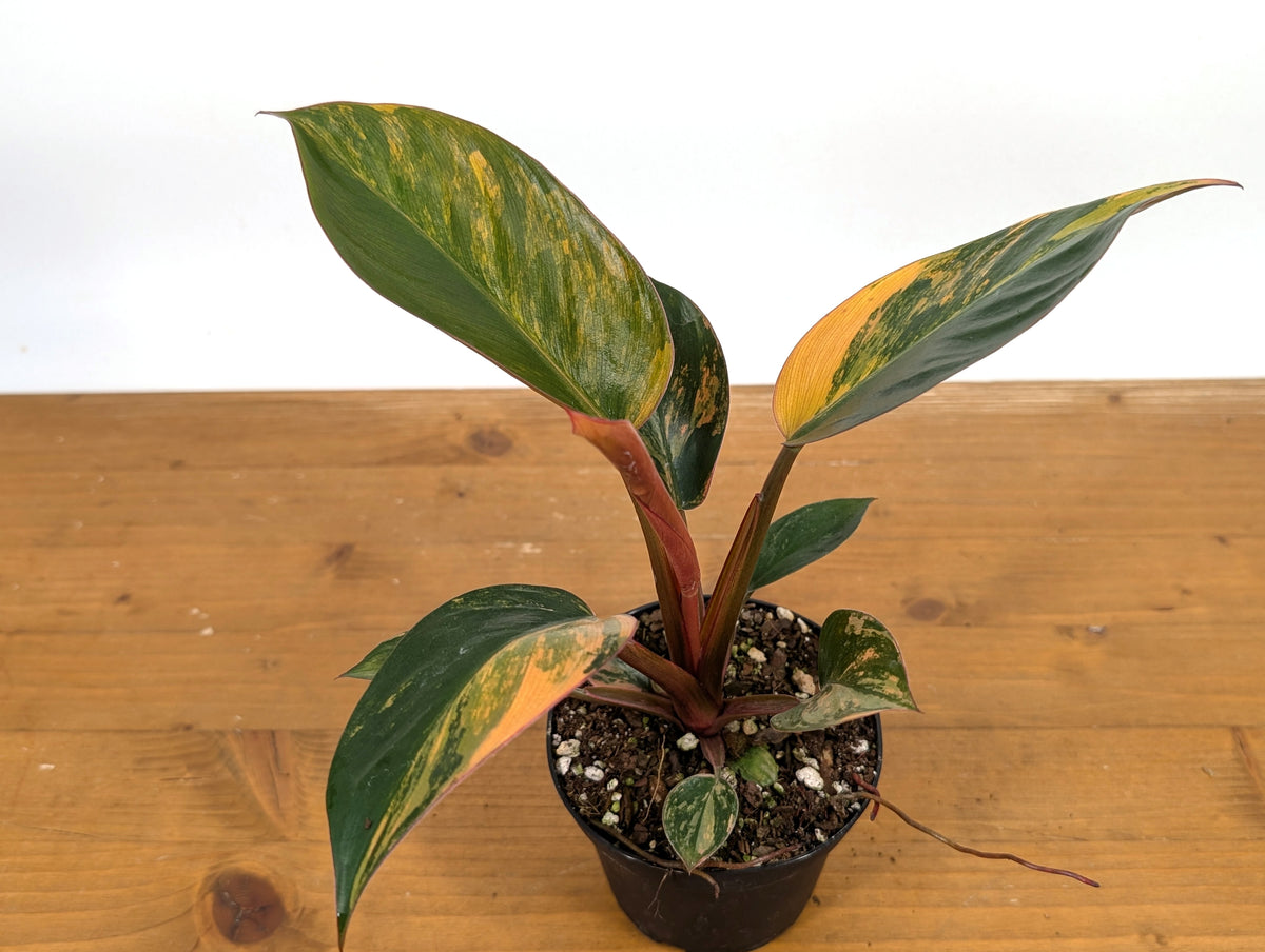 Philodendron Red Congo Variegated
