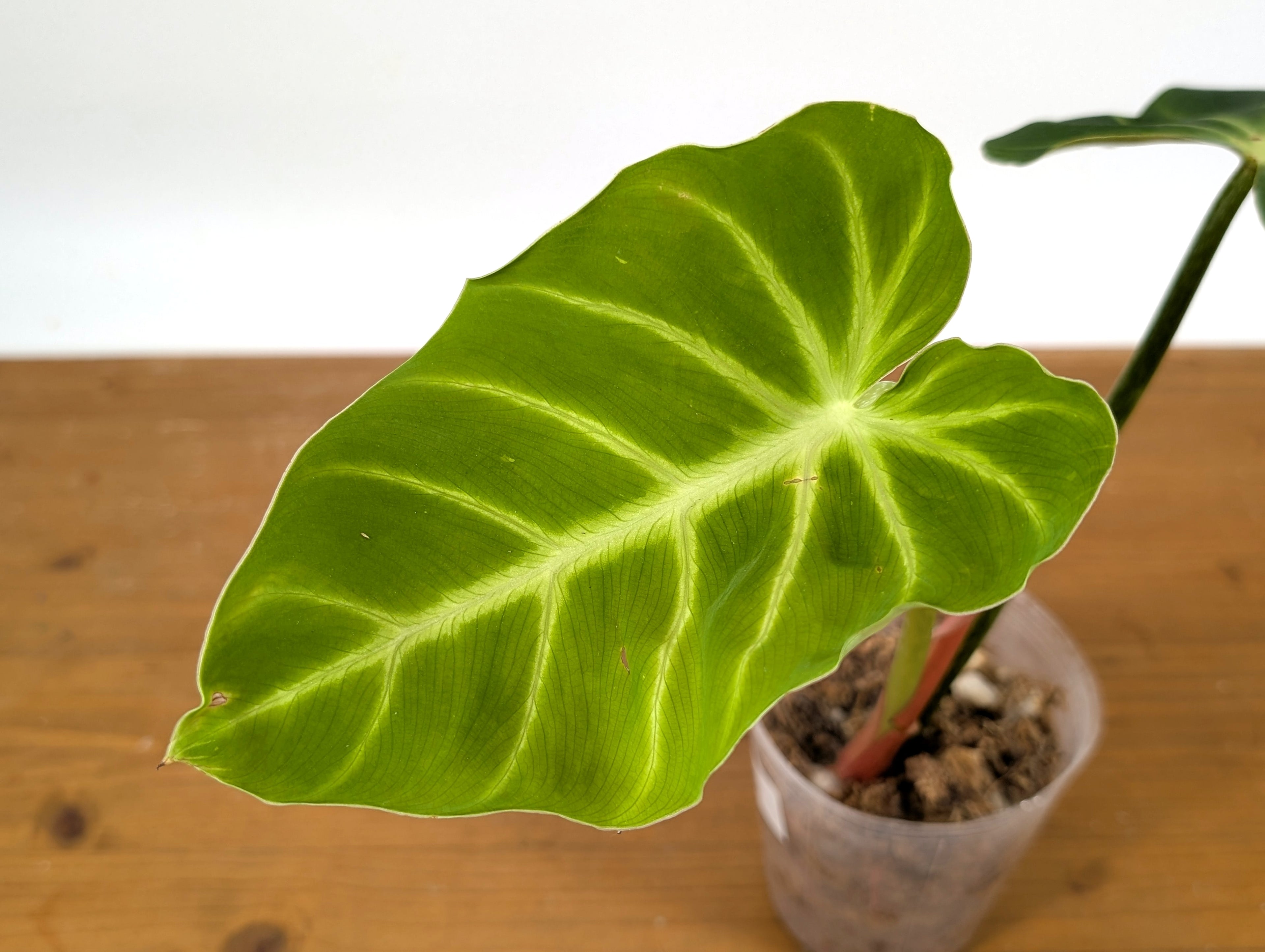 Philodendron Luxurians
