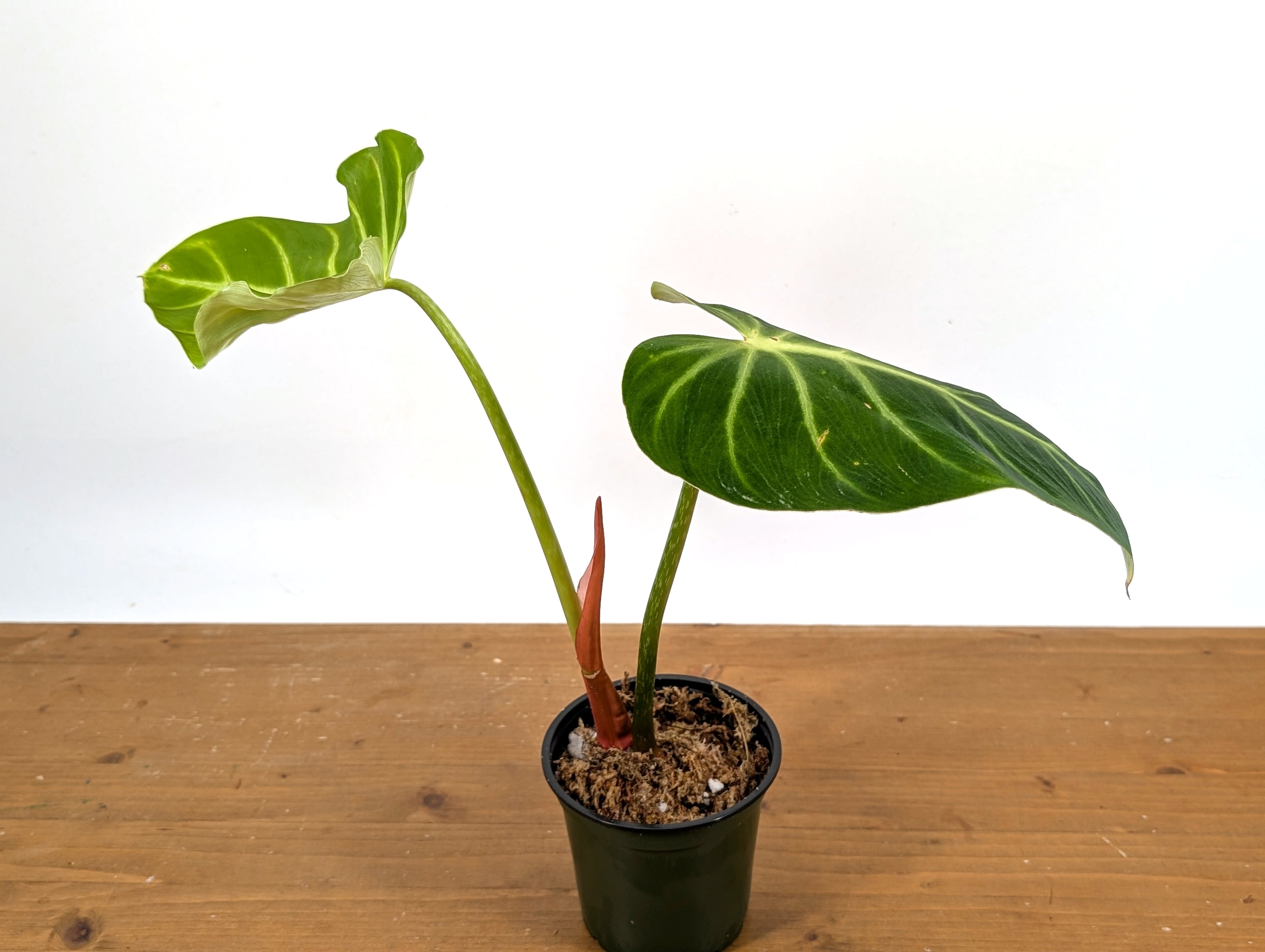 Philodendron Luxurians