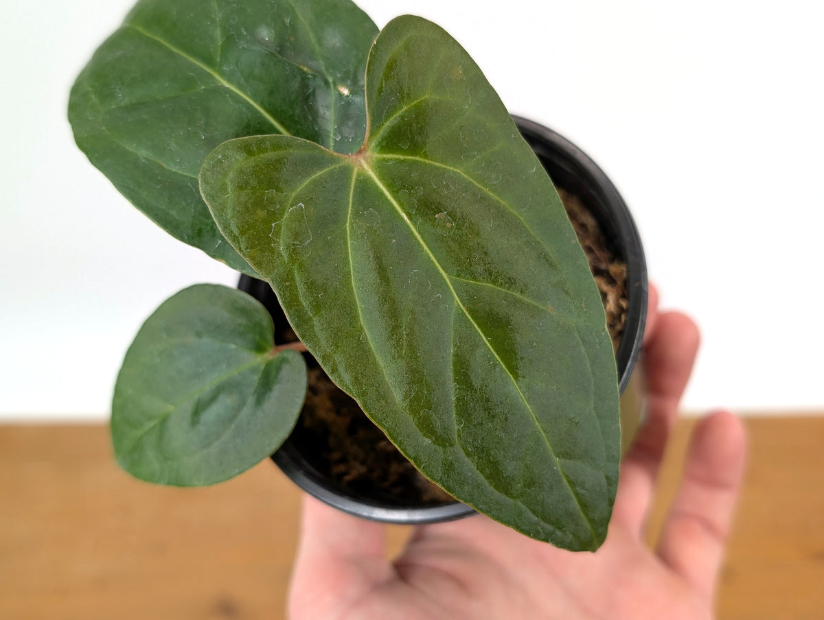 Anthurium Besseae × Pinkleyi 'Jungle Dreams'