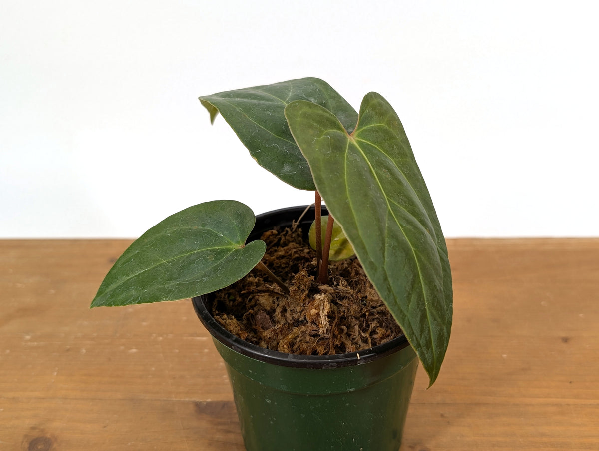 Anthurium Besseae × Pinkleyi 'Jungle Dreams'