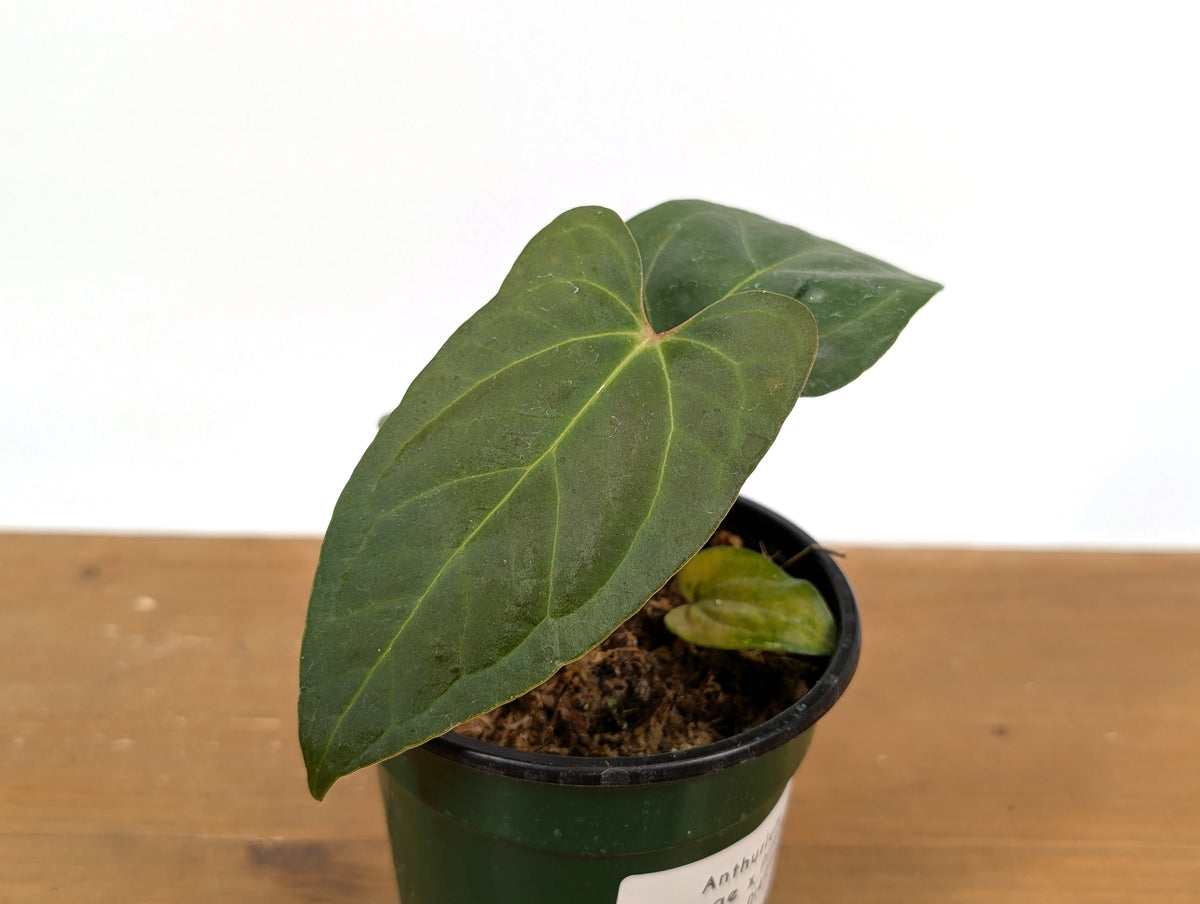 Anthurium Besseae × Pinkleyi 'Jungle Dreams'