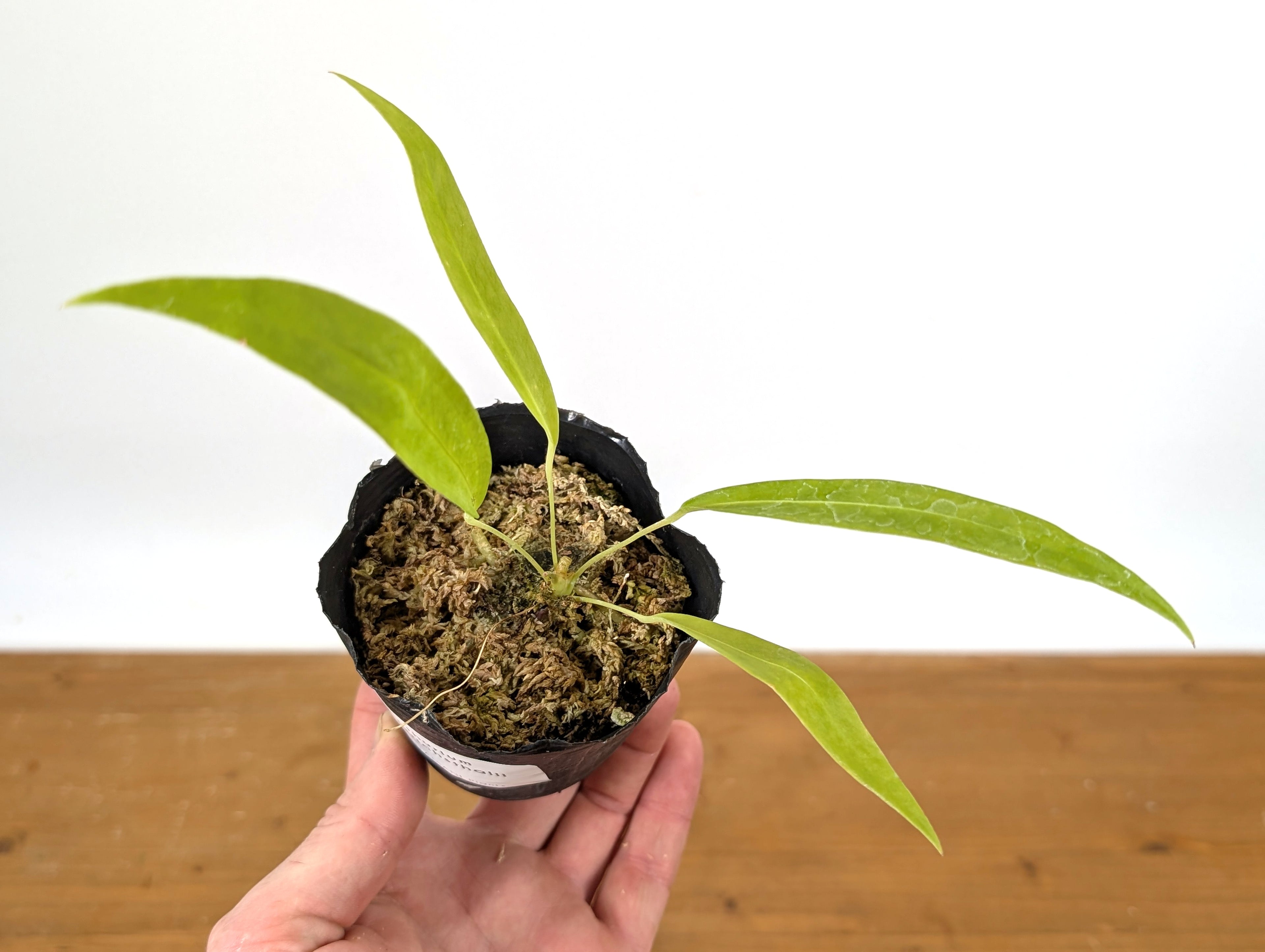 Anthurium Friedrichsthalii