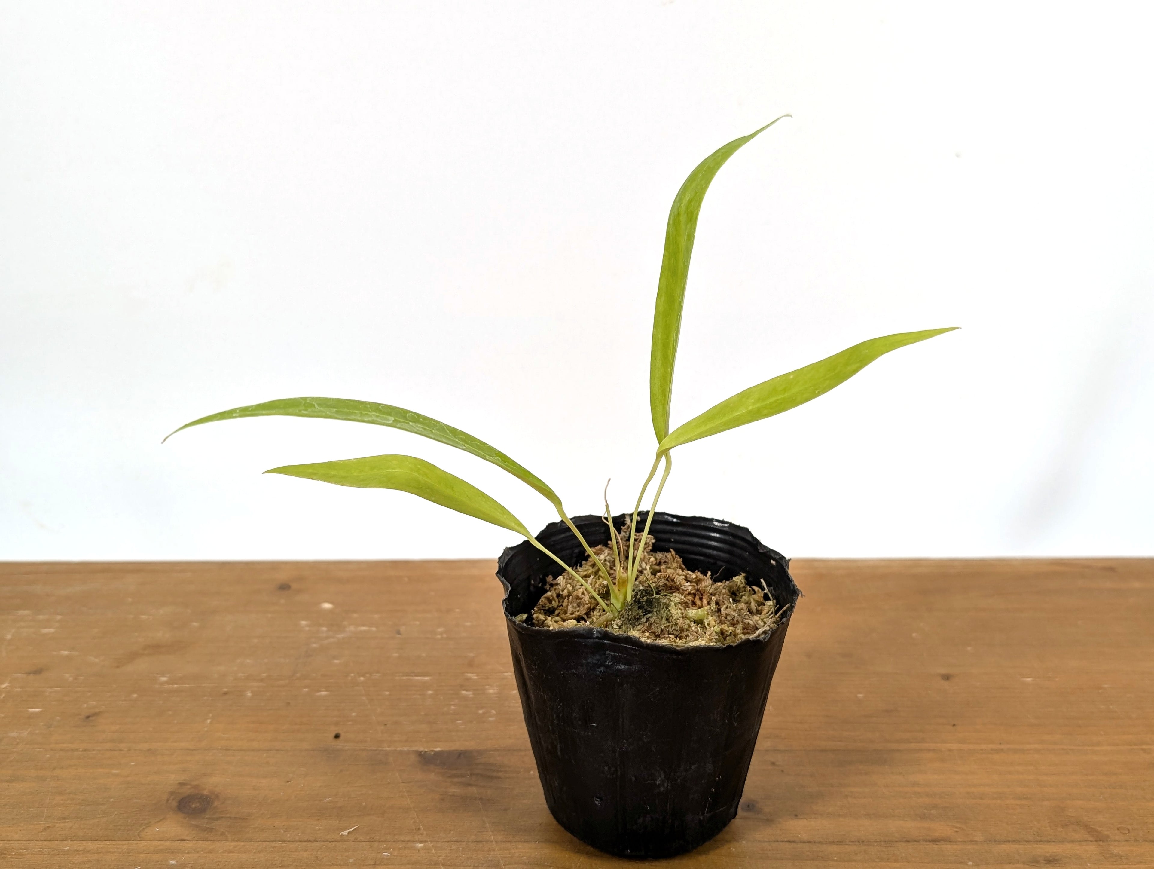 Anthurium Friedrichsthalii