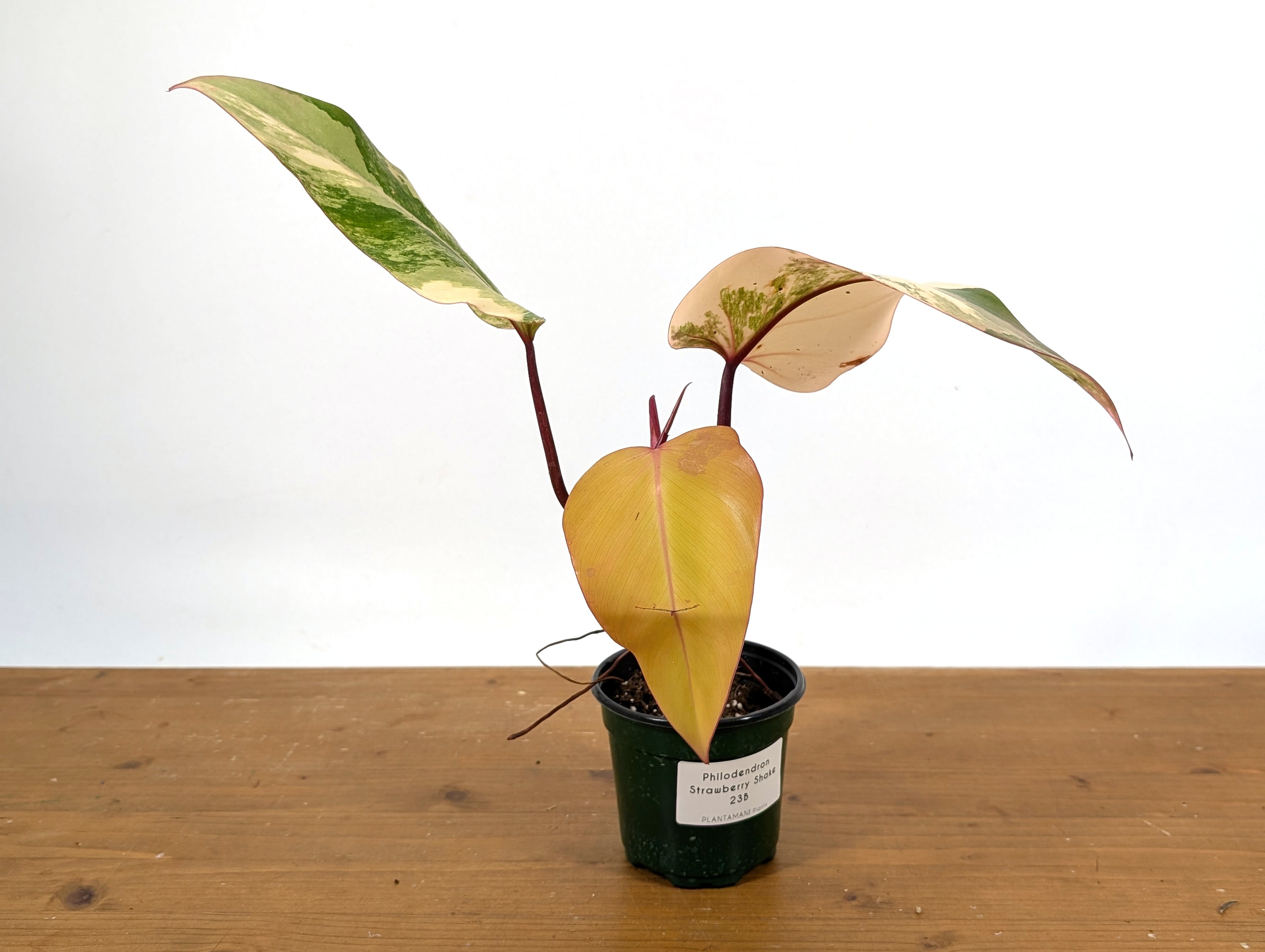 Philodendron Strawberry Shake - Grower&