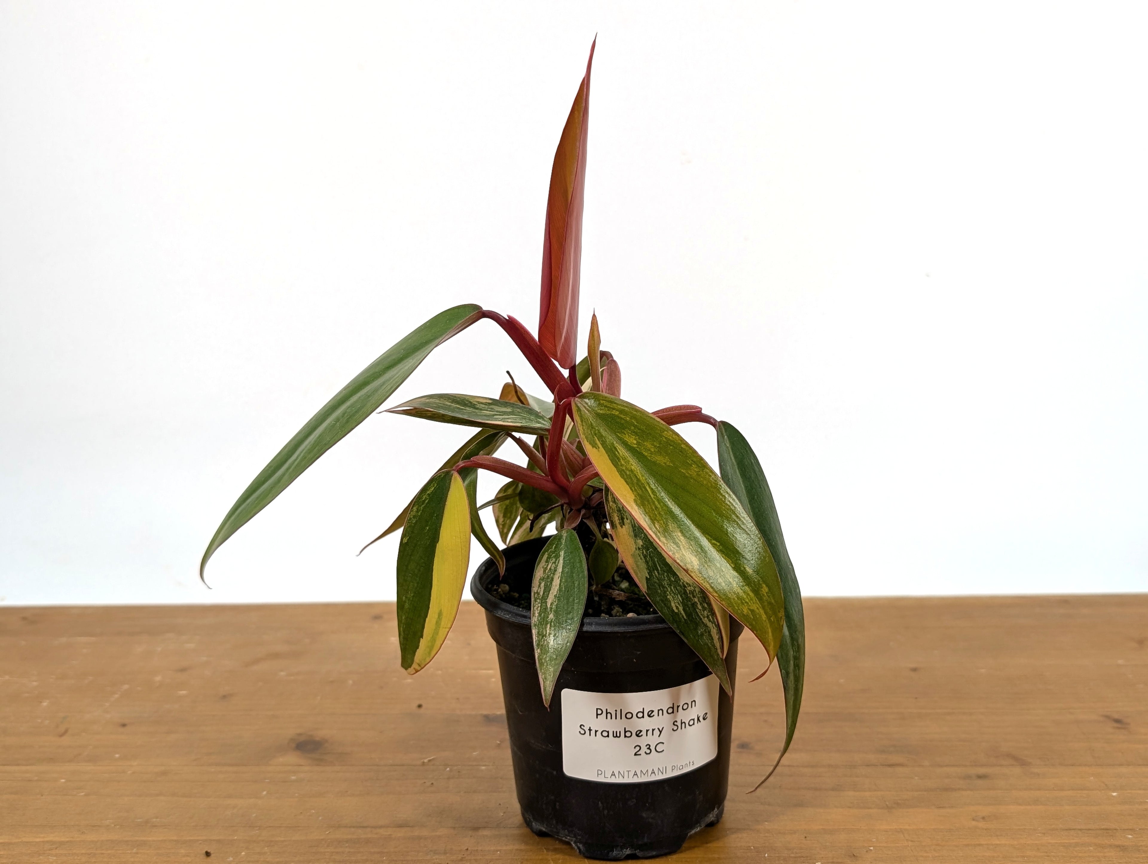 Philodendron Strawberry Shake - Grower&