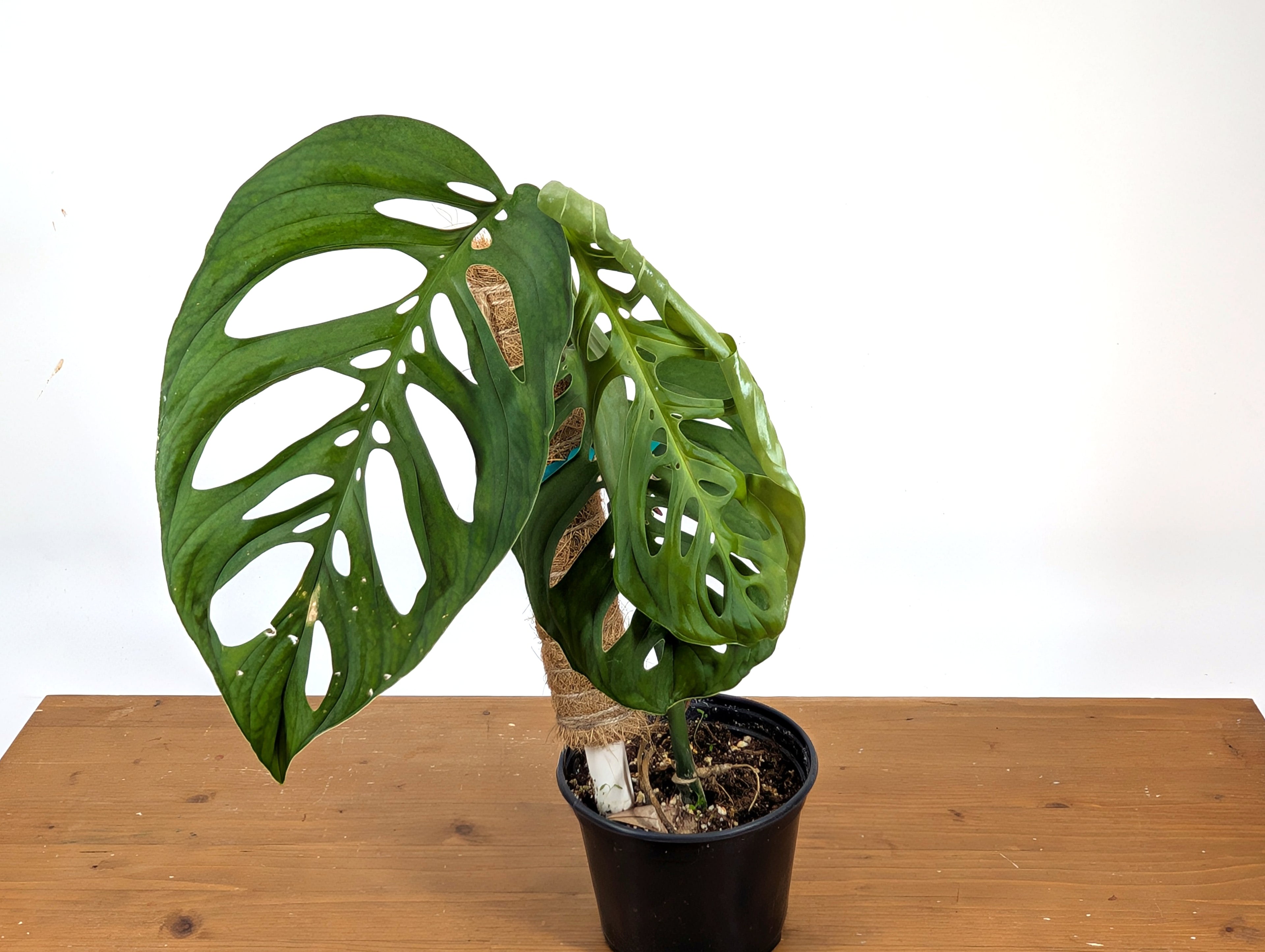 Monstera Esqueleto