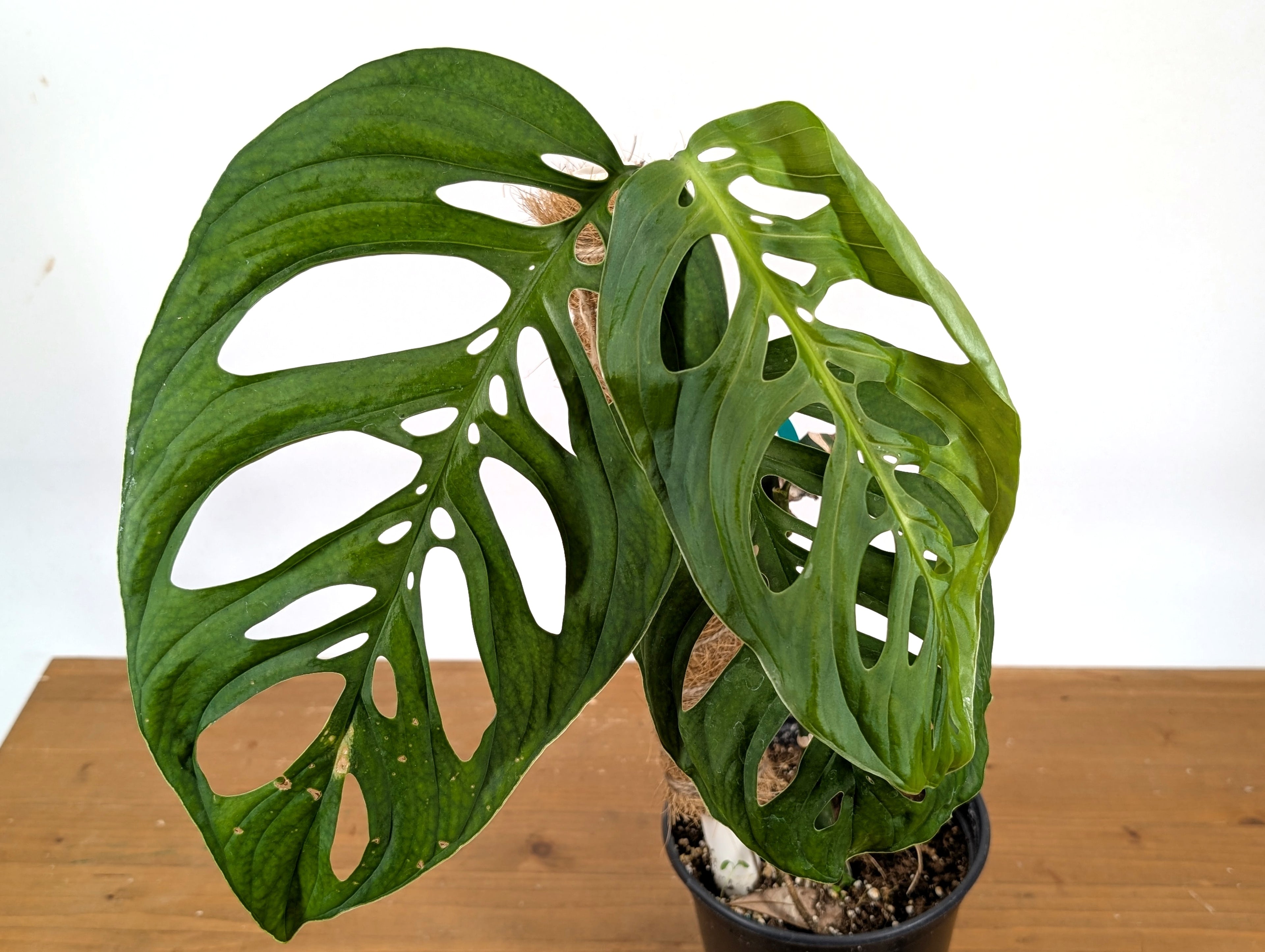 Monstera Esqueleto