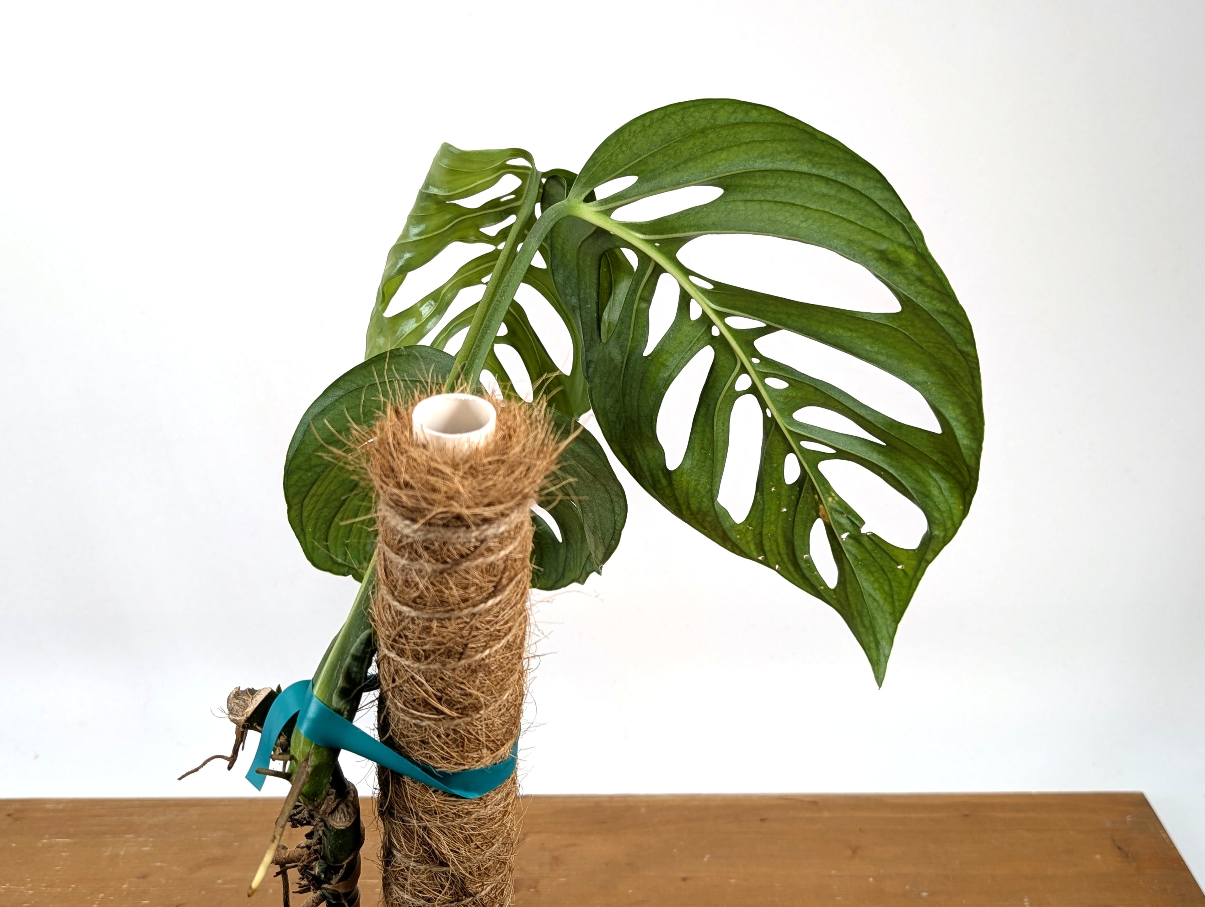Monstera Esqueleto