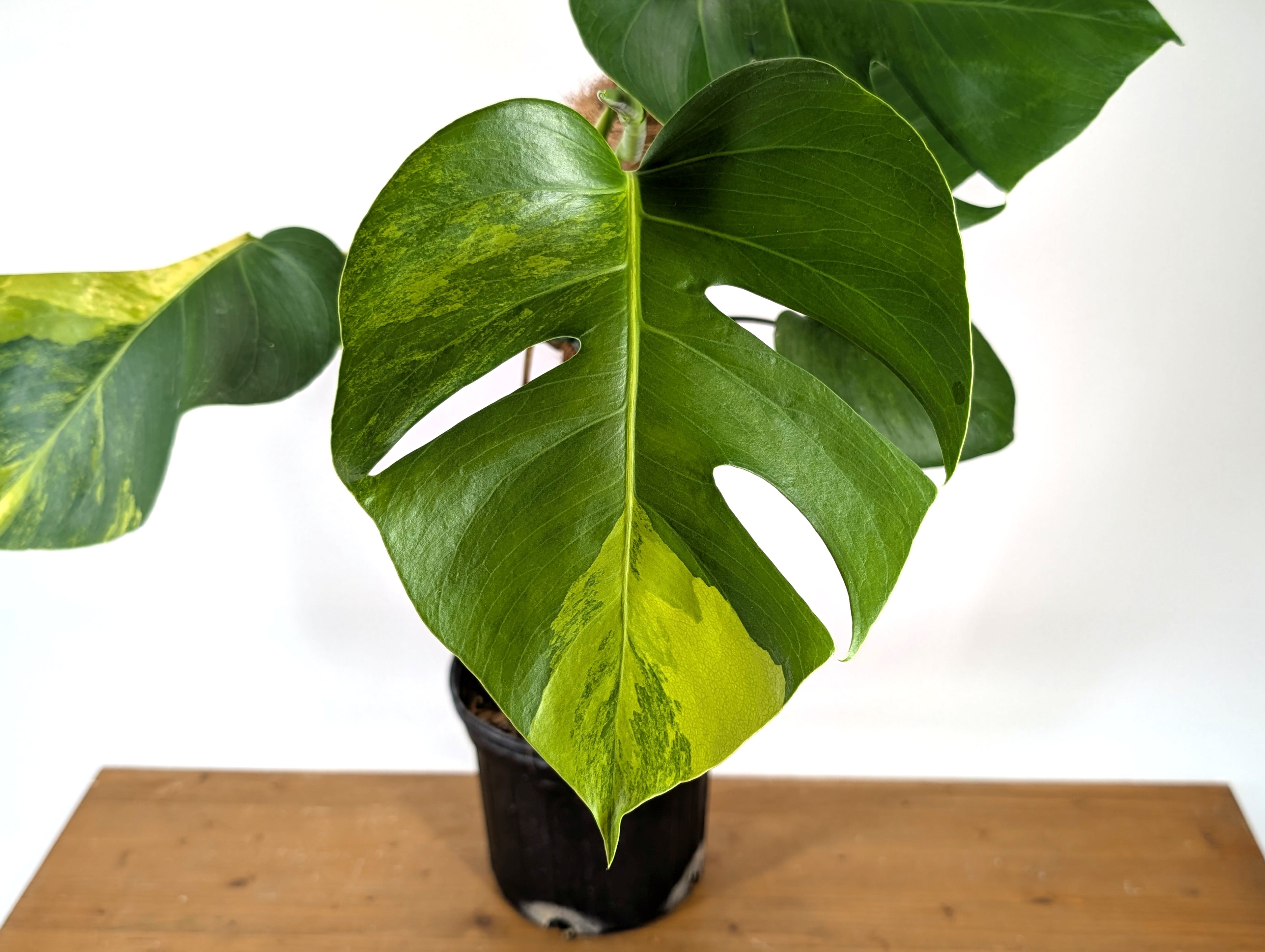 EXACT Monstera Aurea | 6 inch pot |