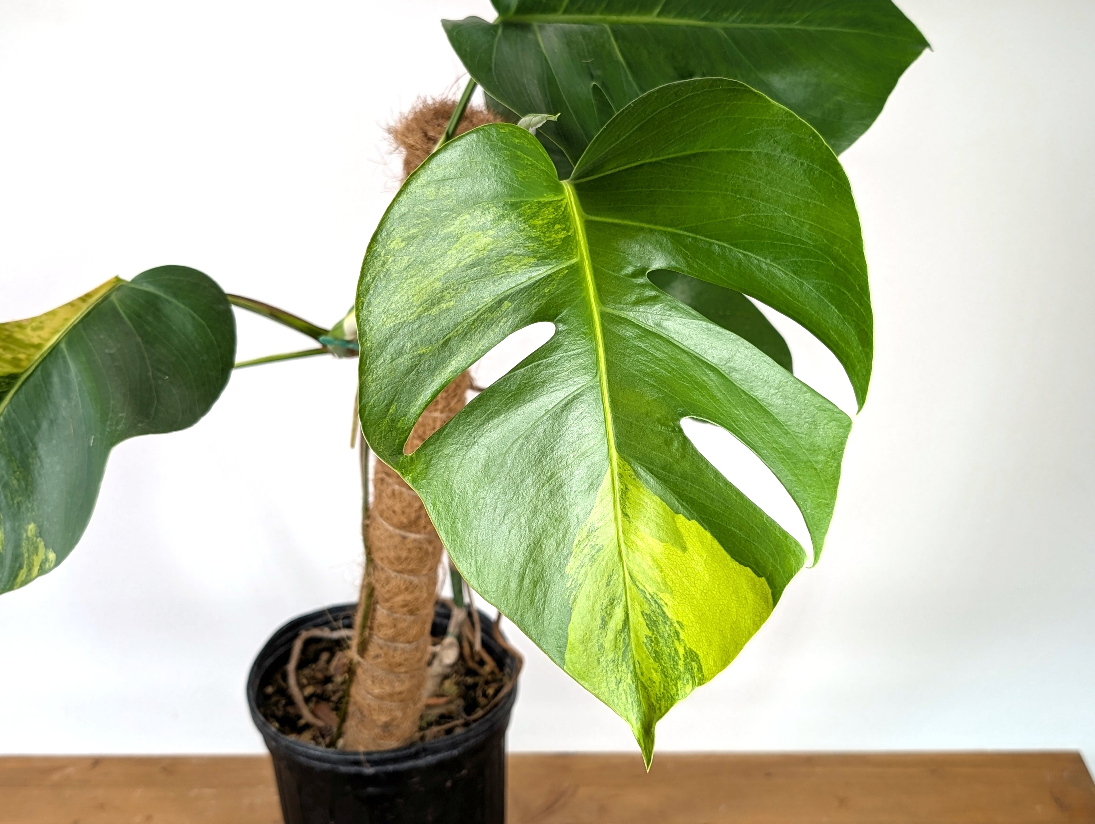 EXACT Monstera Aurea | 6 inch pot |